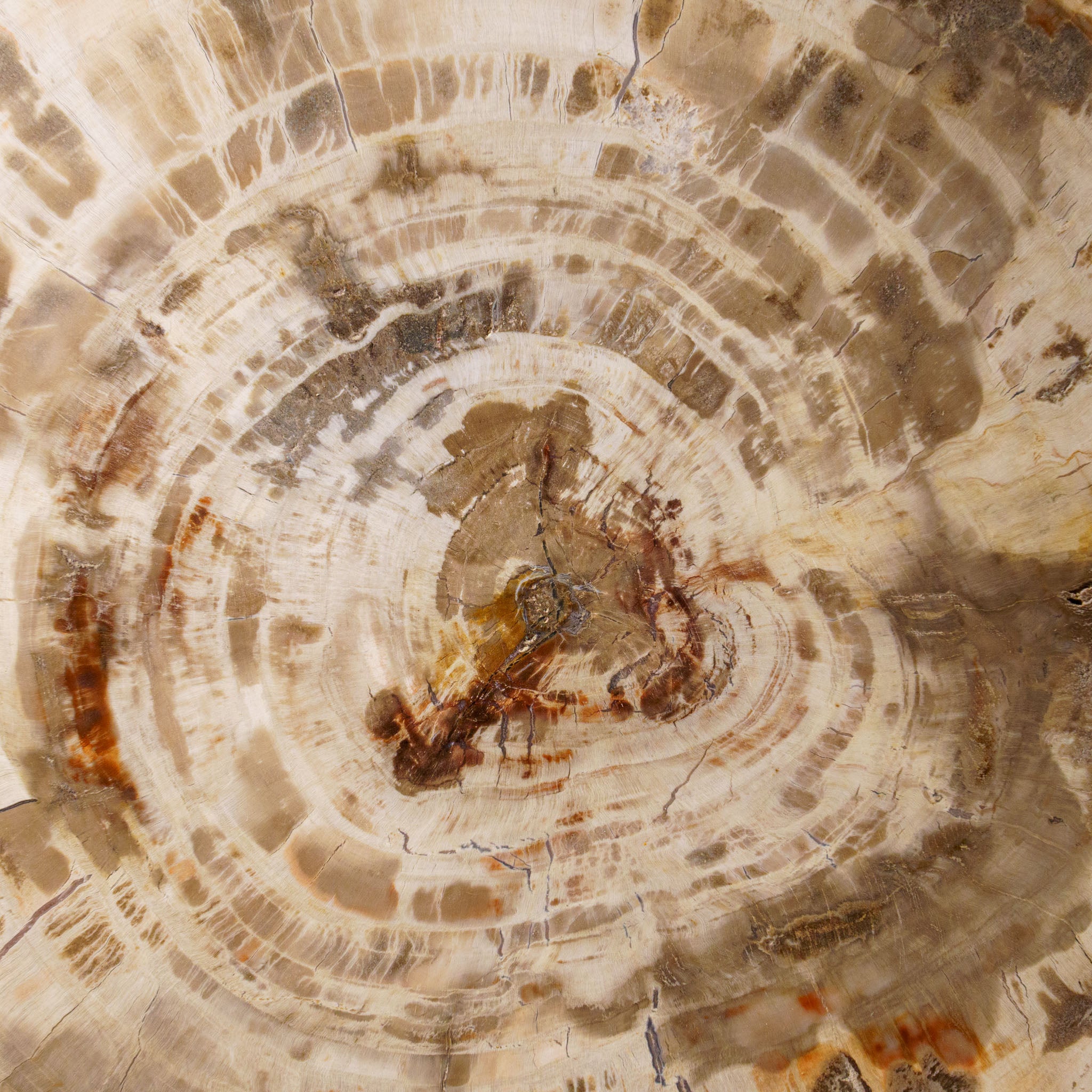 Genuine Polished Petrified Wood Slice with Acrylic Display Stand (5.5 lbs)