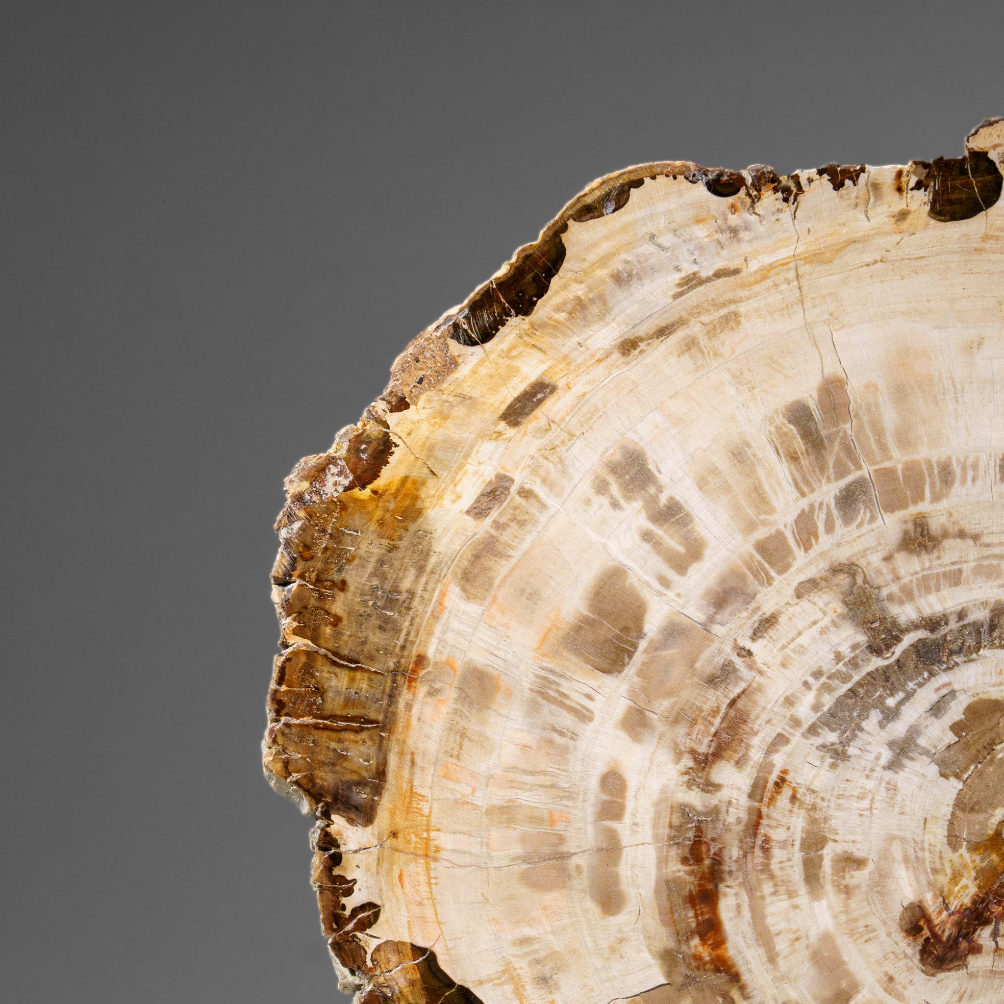 Genuine Polished Petrified Wood Slice with Acrylic Display Stand (5.5 lbs)