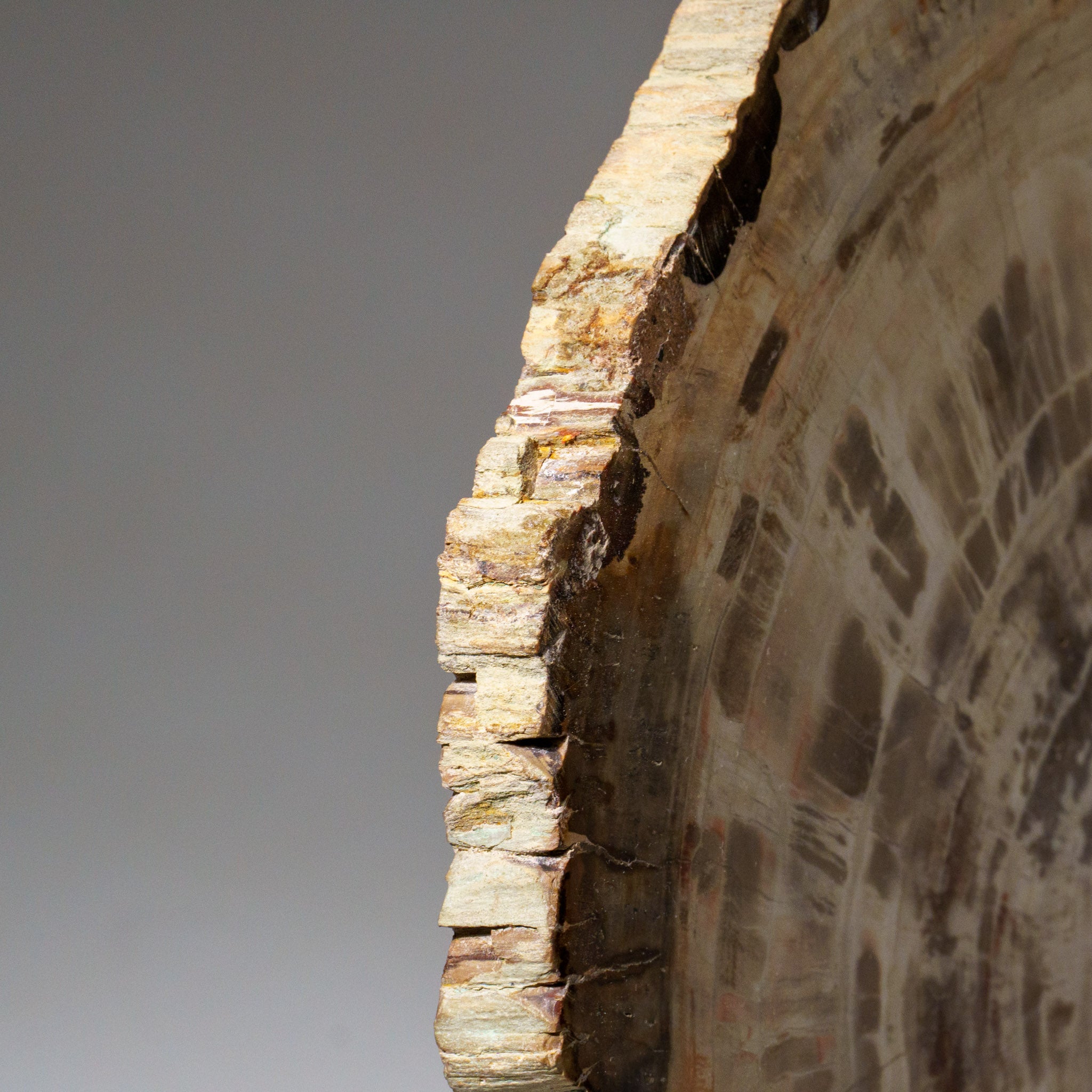 Genuine Polished Petrified Wood Slice with Acrylic Display Stand (5.5 lbs)