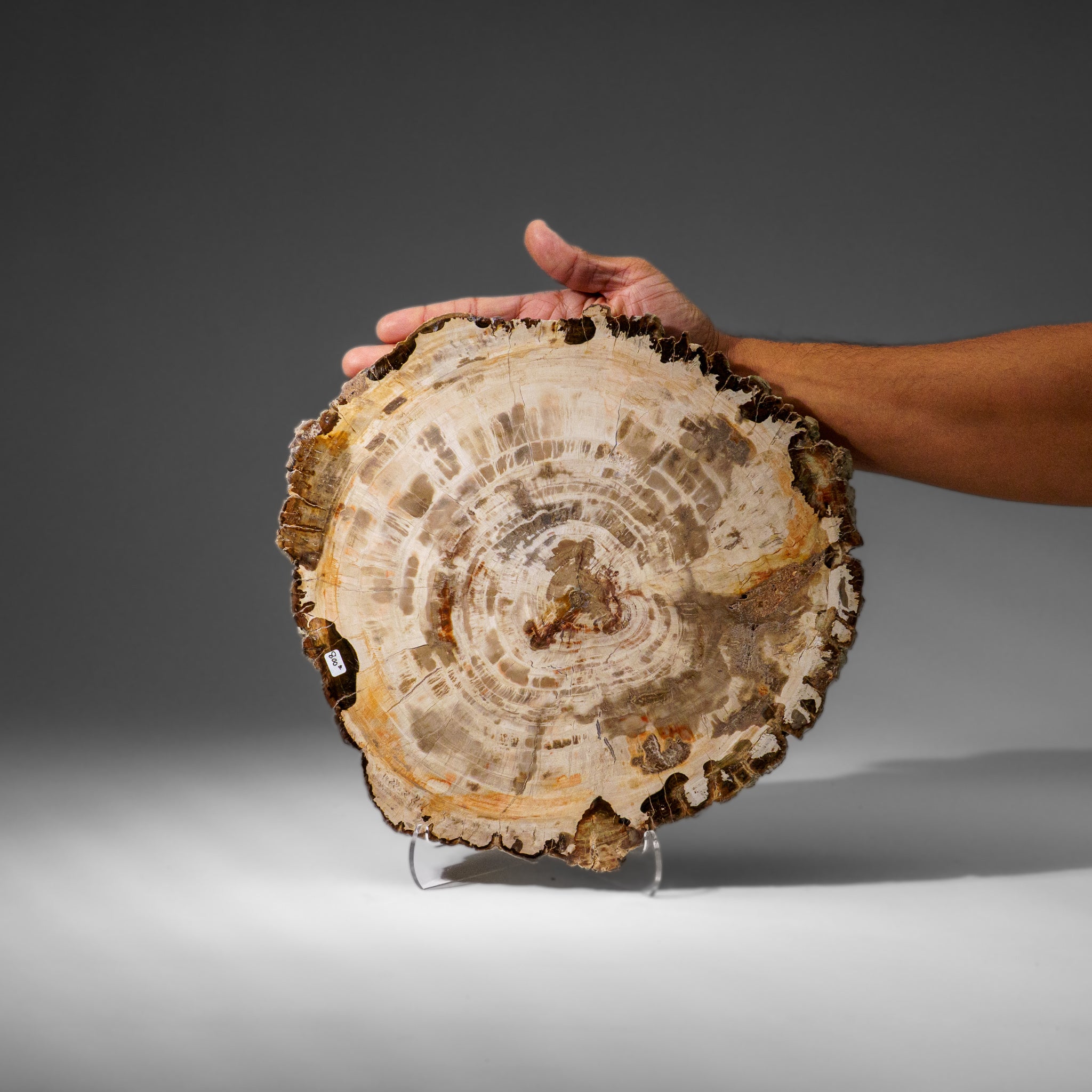 Genuine Polished Petrified Wood Slice with Acrylic Display Stand (5.5 lbs)