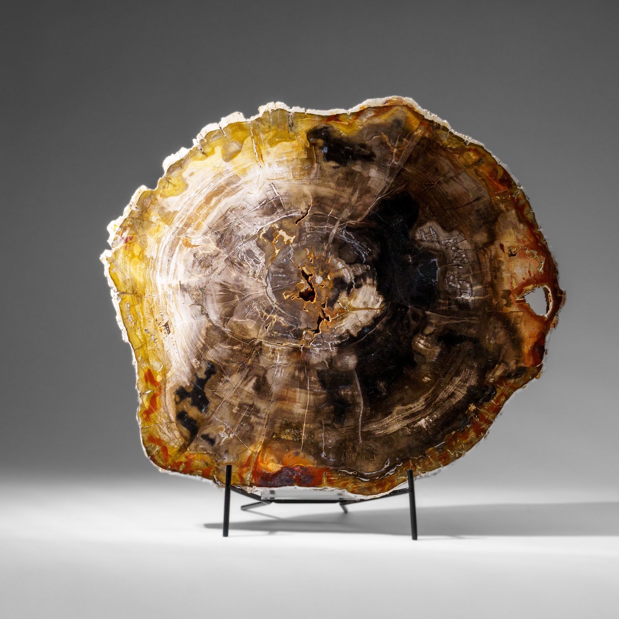 Genuine Polished Petrified Wood Slice with Metal Display Stand (10 lbs)