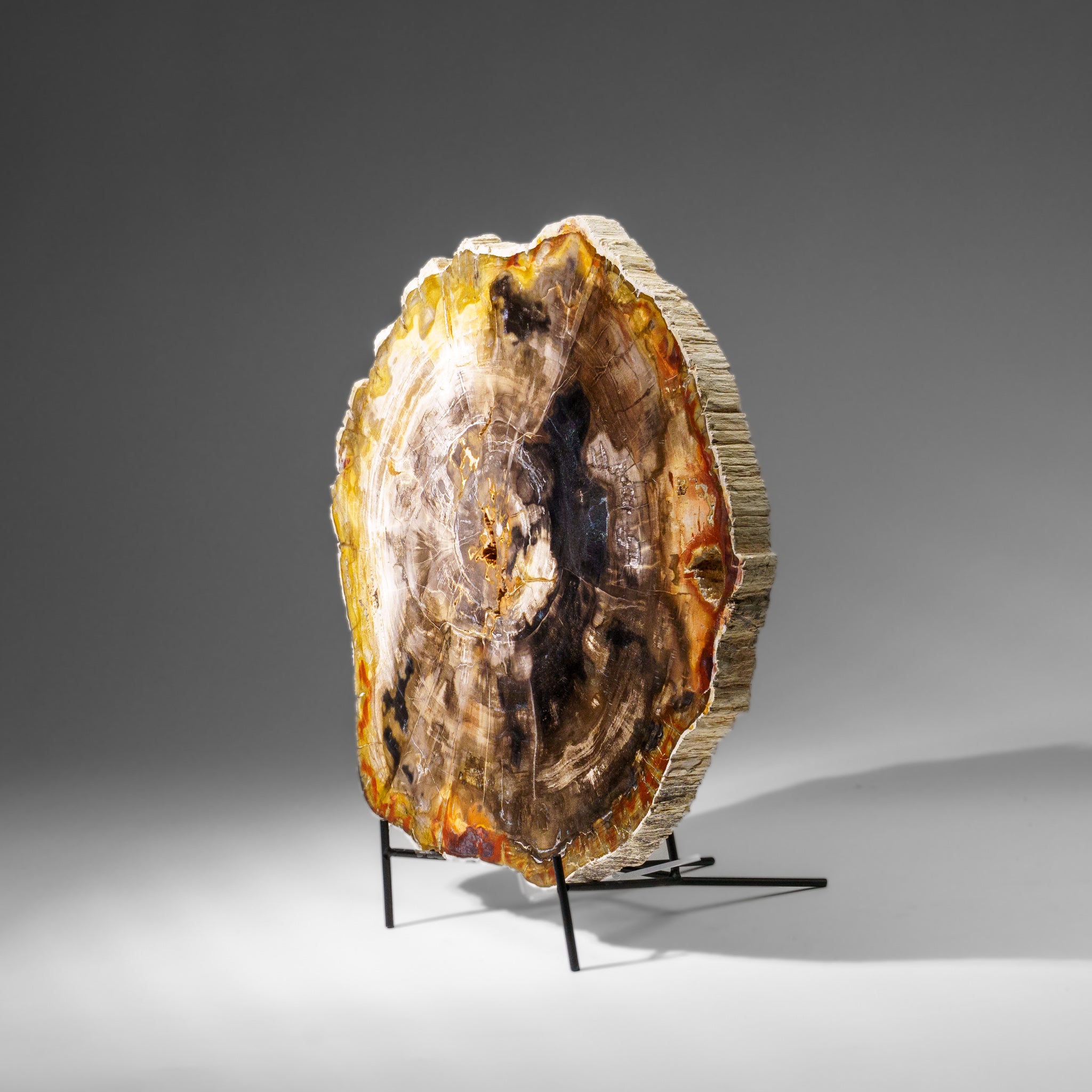 Genuine Polished Petrified Wood Slice with Metal Display Stand (10 lbs)