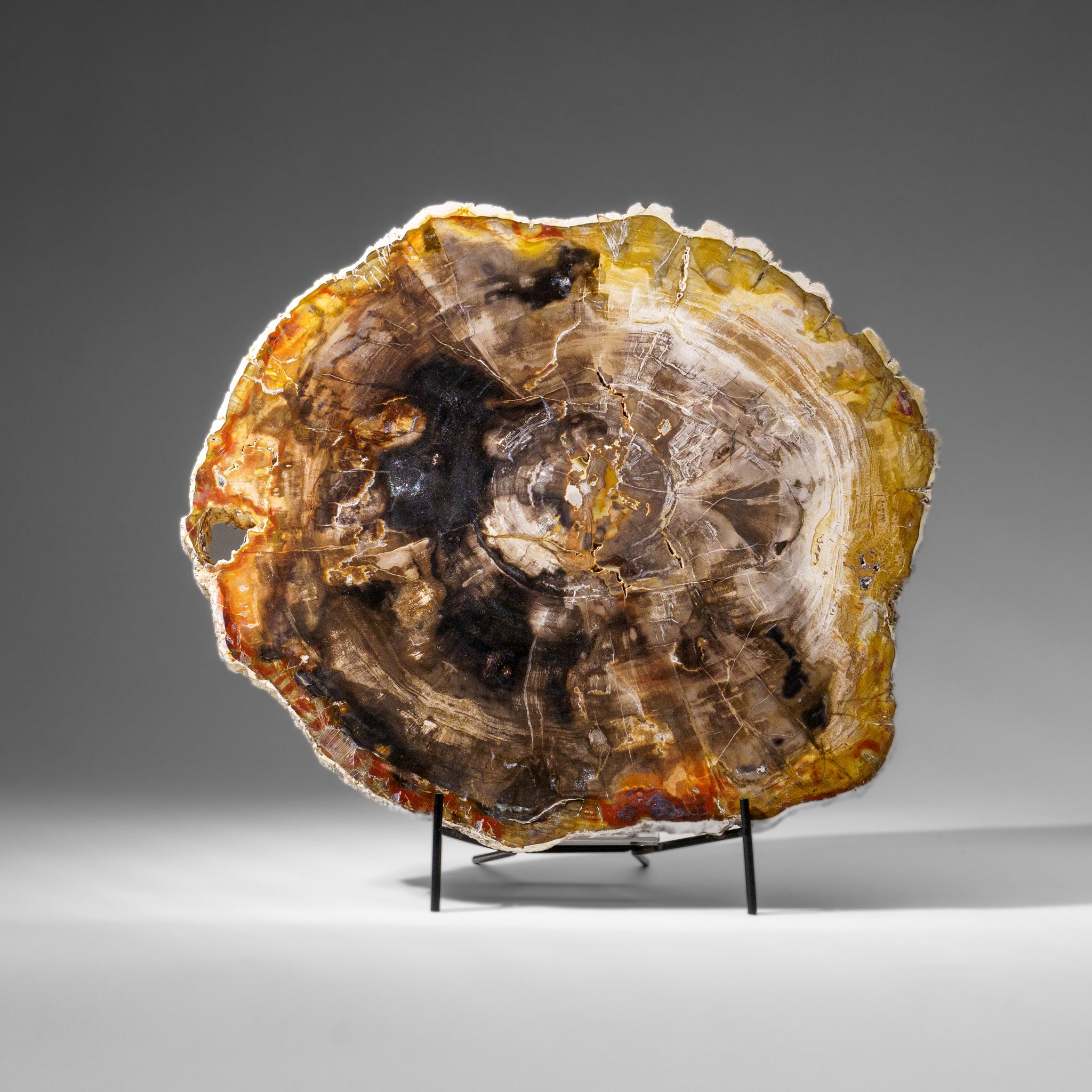 Genuine Polished Petrified Wood Slice with Metal Display Stand (10 lbs)