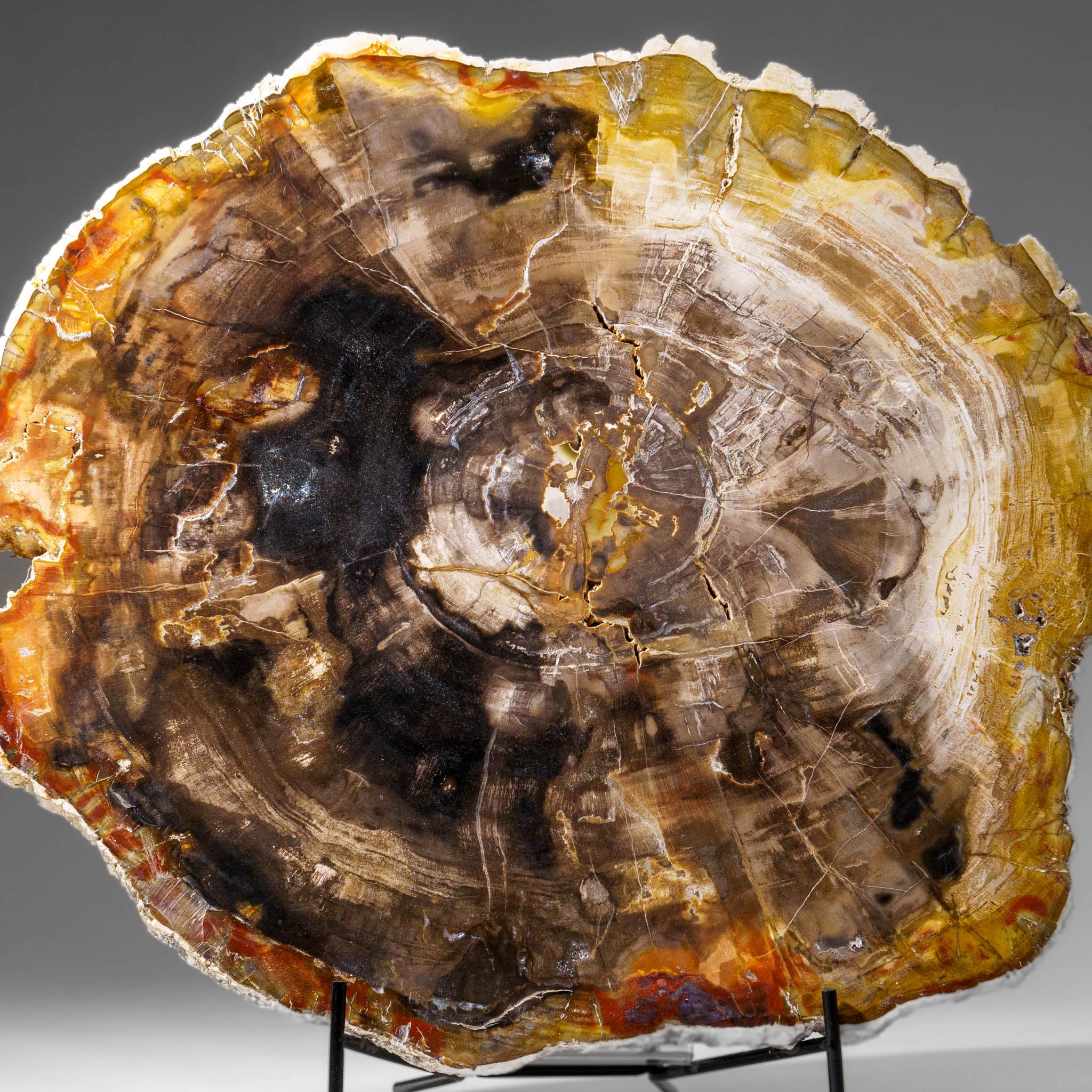 Genuine Polished Petrified Wood Slice with Metal Display Stand (10 lbs)