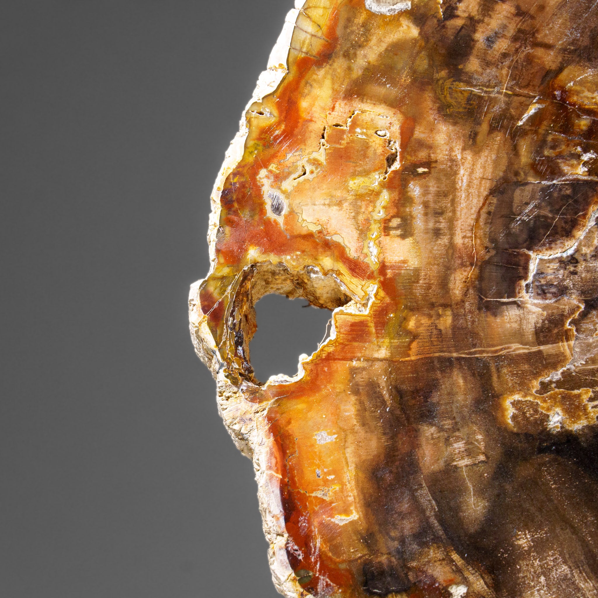 Genuine Polished Petrified Wood Slice with Metal Display Stand (10 lbs)