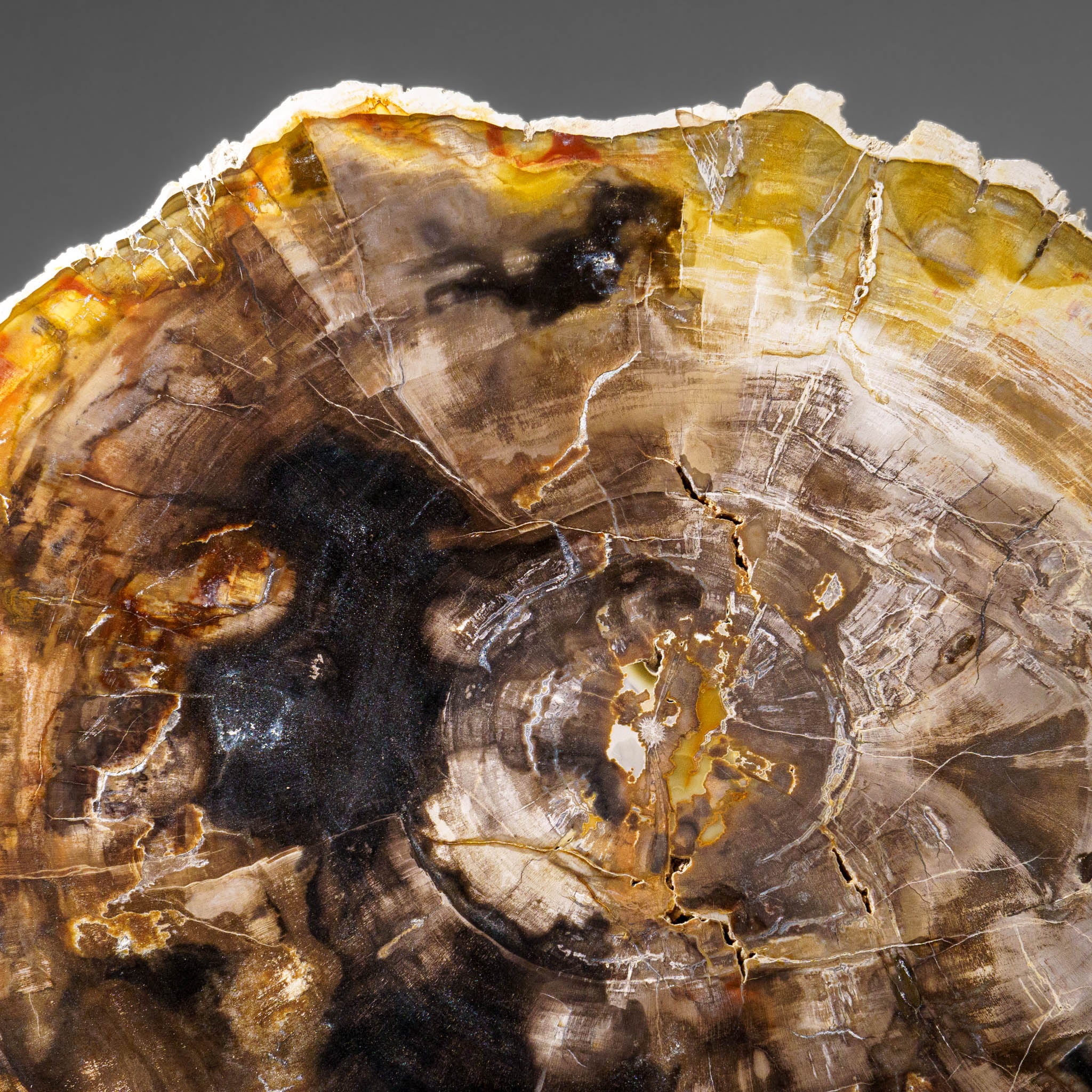 Genuine Polished Petrified Wood Slice with Metal Display Stand (10 lbs)