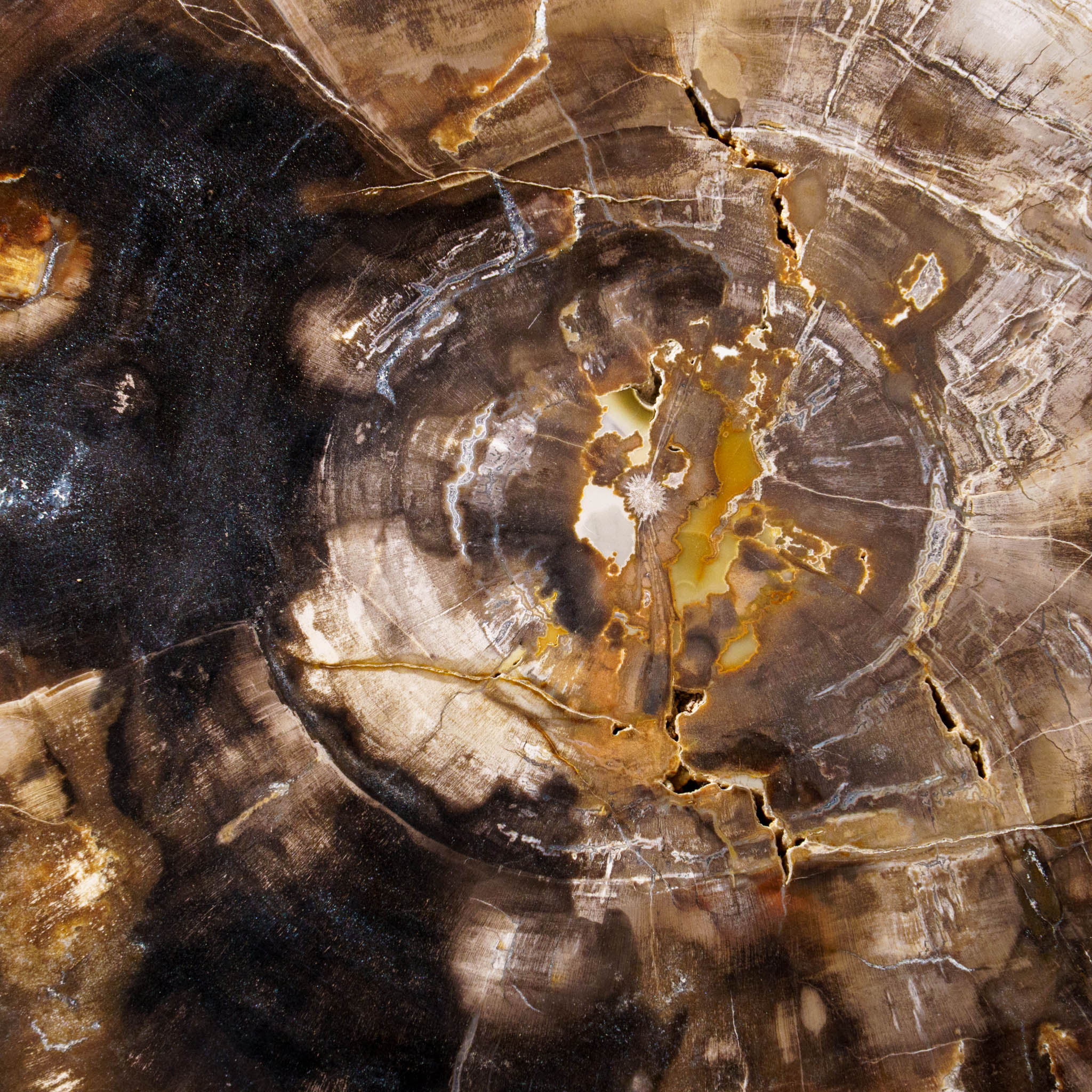 Genuine Polished Petrified Wood Slice with Metal Display Stand (10 lbs)