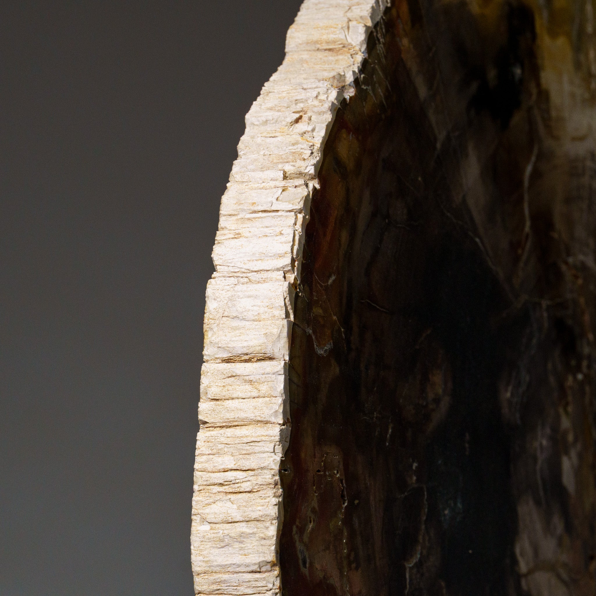 Genuine Polished Petrified Wood Slice with Metal Display Stand (10 lbs)