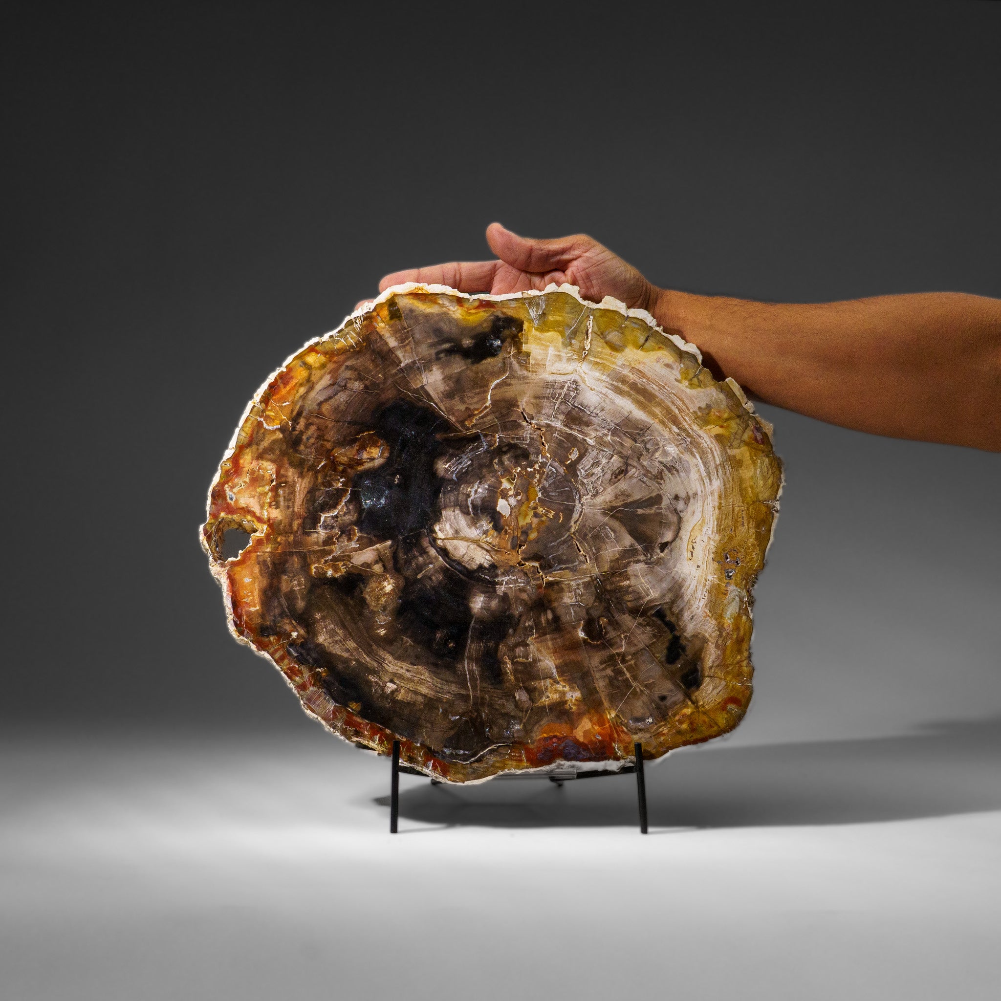 Genuine Polished Petrified Wood Slice with Metal Display Stand (10 lbs)