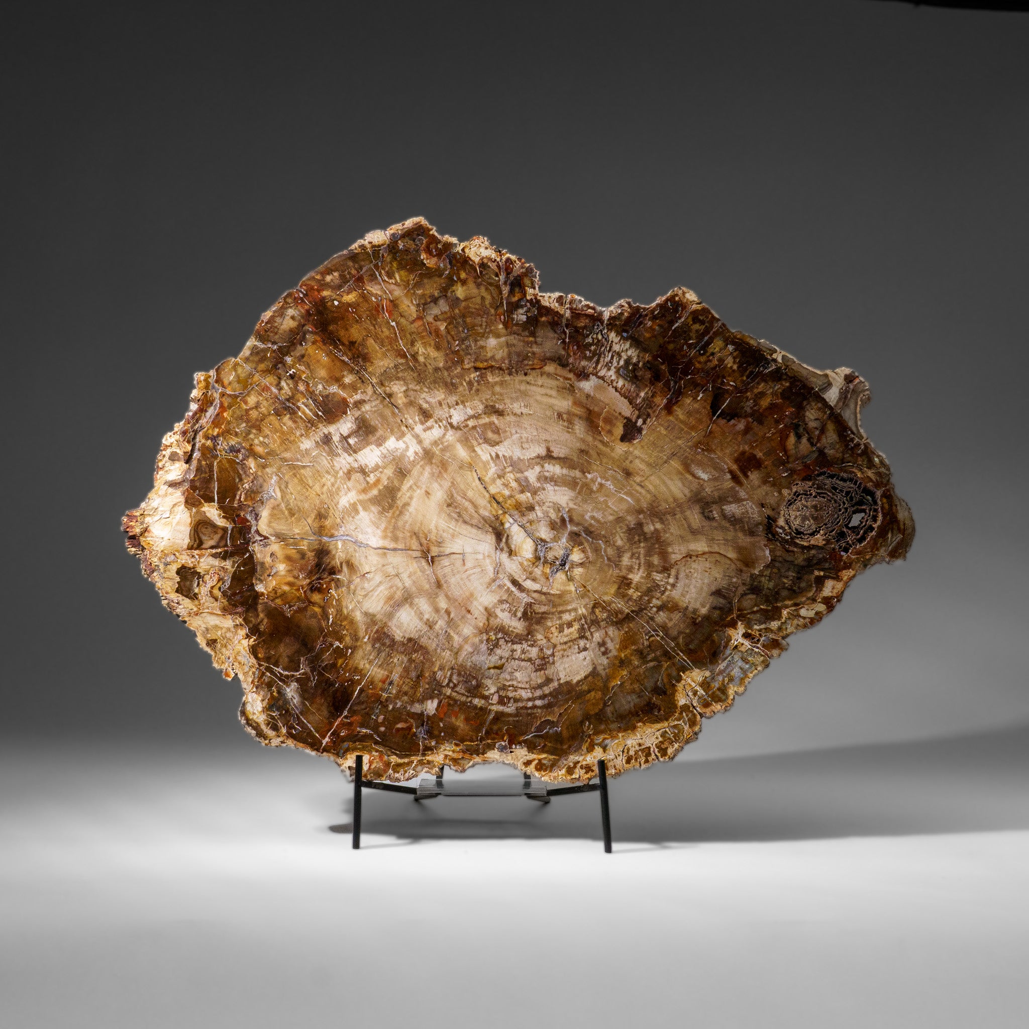 Genuine Polished Petrified Wood Slice with Metal Display Stand (11 lbs)