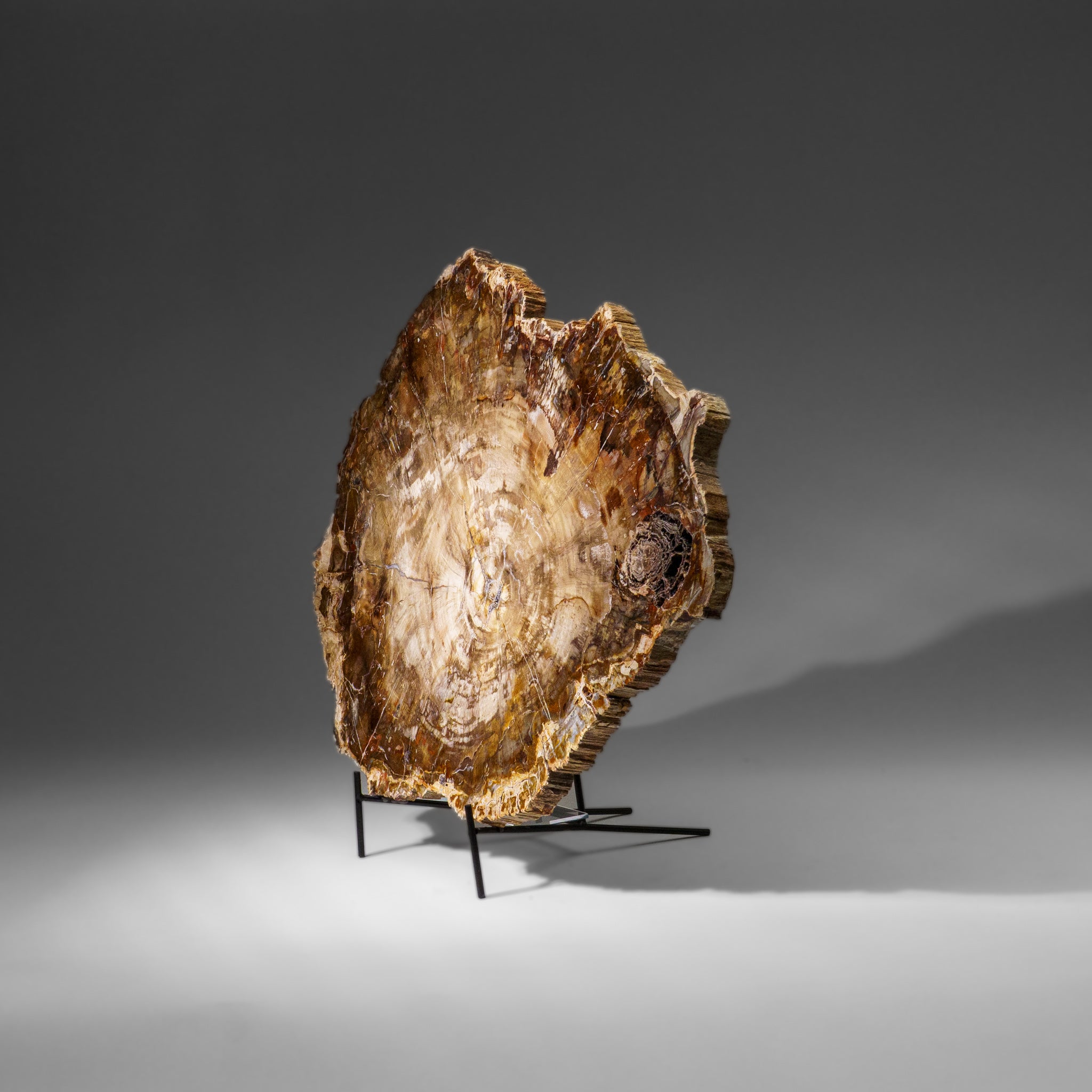 Genuine Polished Petrified Wood Slice with Metal Display Stand (11 lbs)