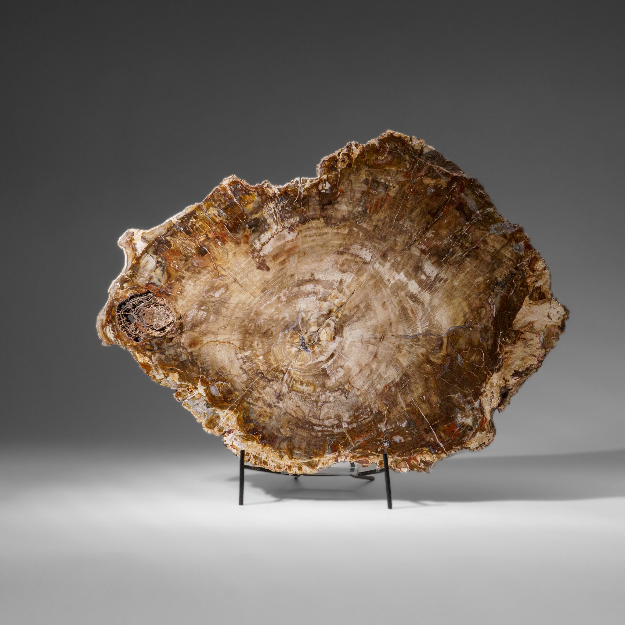 Genuine Polished Petrified Wood Slice with Metal Display Stand (11 lbs)