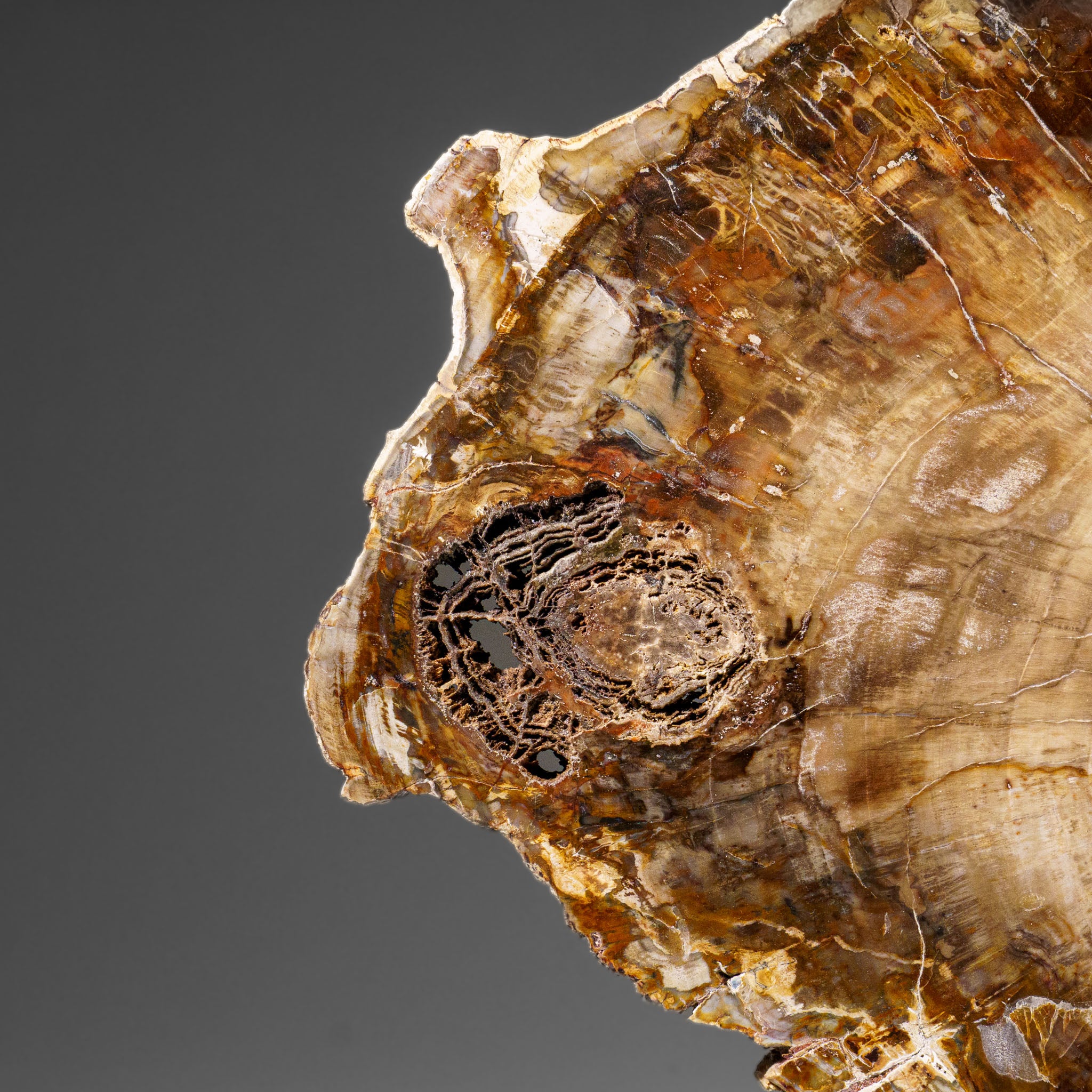 Genuine Polished Petrified Wood Slice with Metal Display Stand (11 lbs)