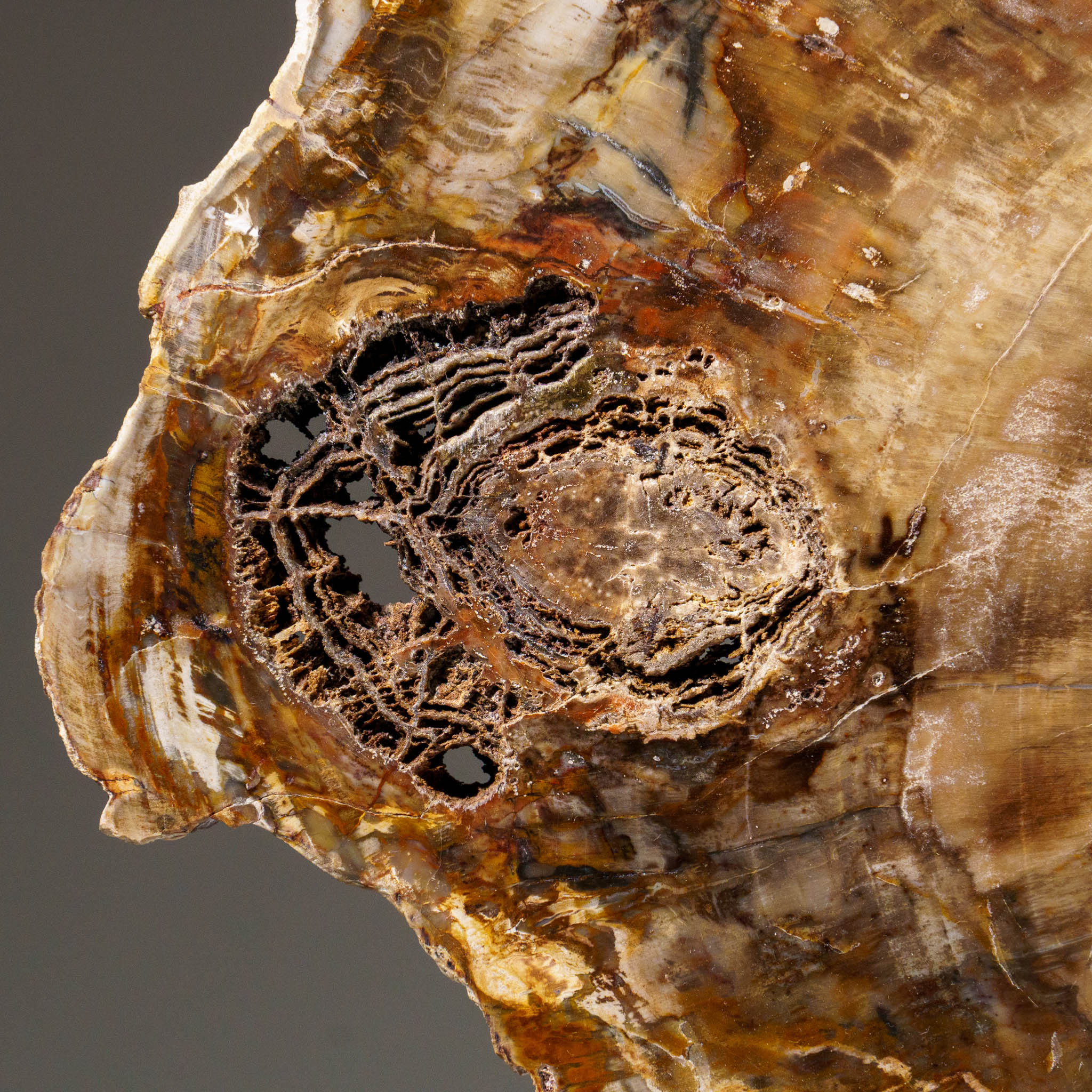 Genuine Polished Petrified Wood Slice with Metal Display Stand (11 lbs)