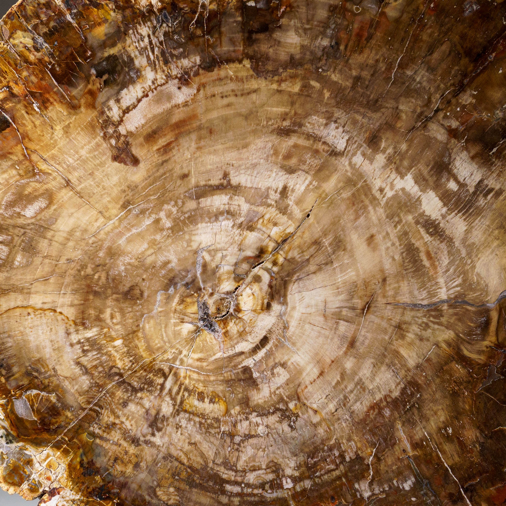 Genuine Polished Petrified Wood Slice with Metal Display Stand (11 lbs)