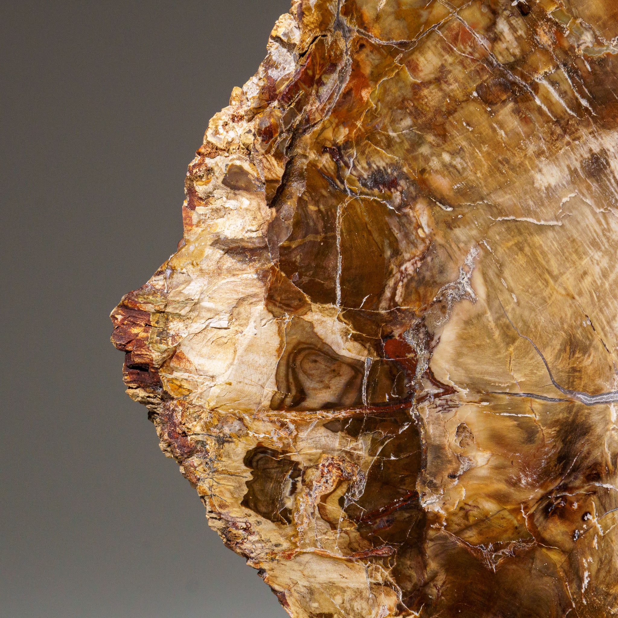 Genuine Polished Petrified Wood Slice with Metal Display Stand (11 lbs)