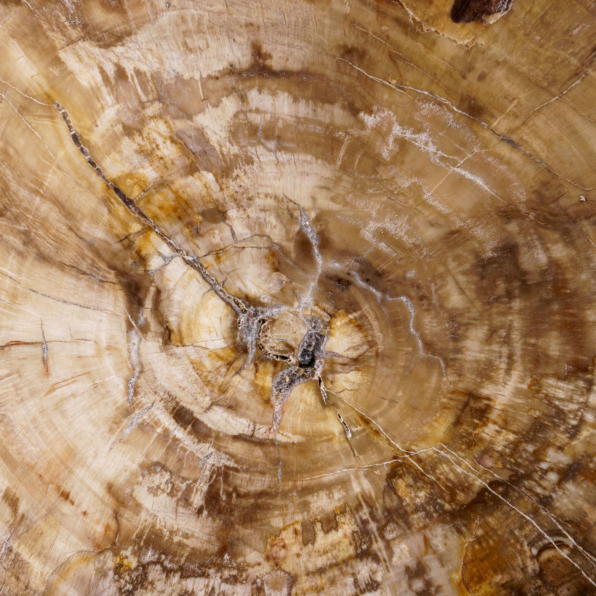 Genuine Polished Petrified Wood Slice with Metal Display Stand (11 lbs)