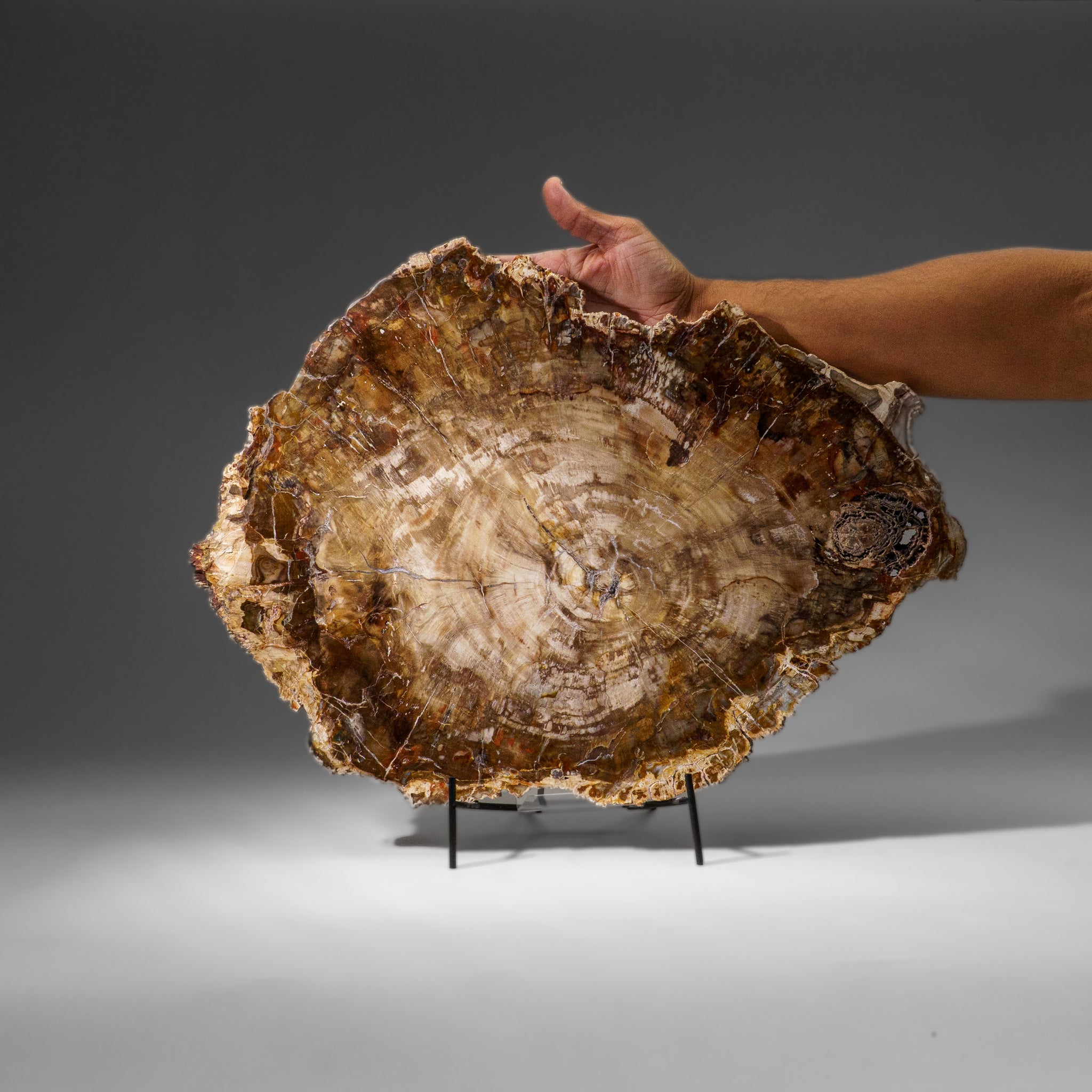 Genuine Polished Petrified Wood Slice with Metal Display Stand (11 lbs)