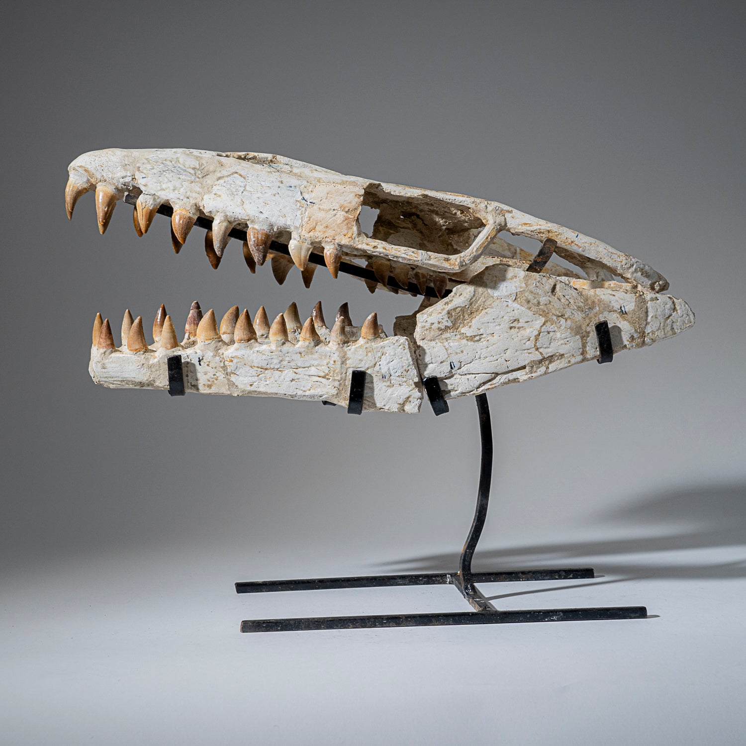 Prehistoric Mosasaur Jurassic Era Fossil Skull (2.4 lbs)