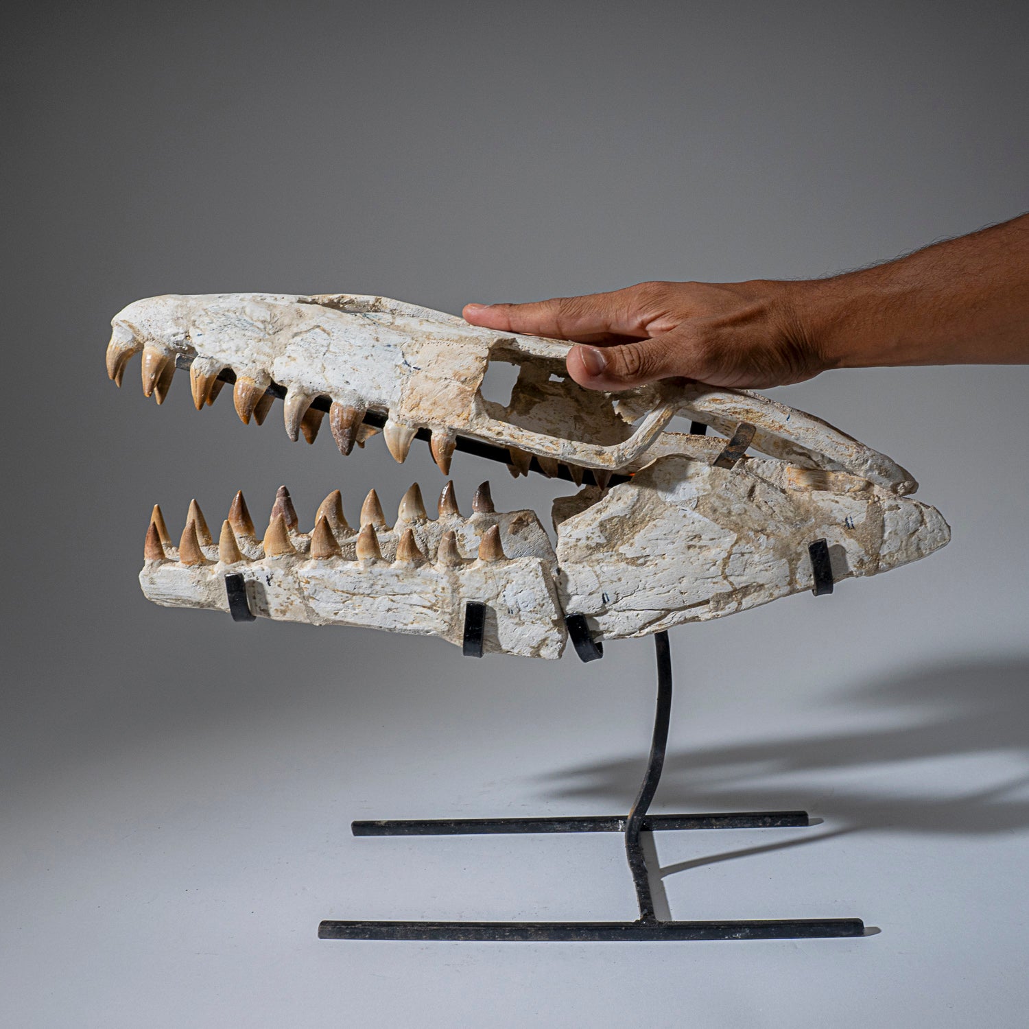 Prehistoric Mosasaur Jurassic Era Fossil Skull (2.4 lbs)