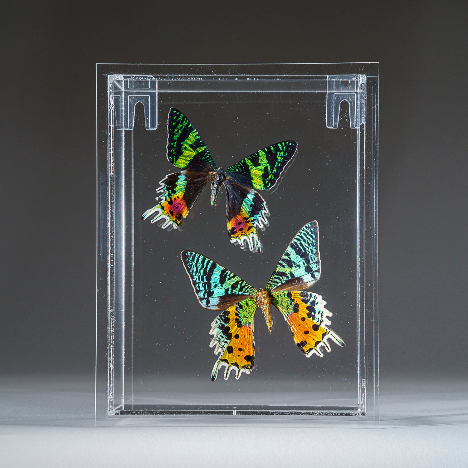 Two Butterflies in Clear Display Frame