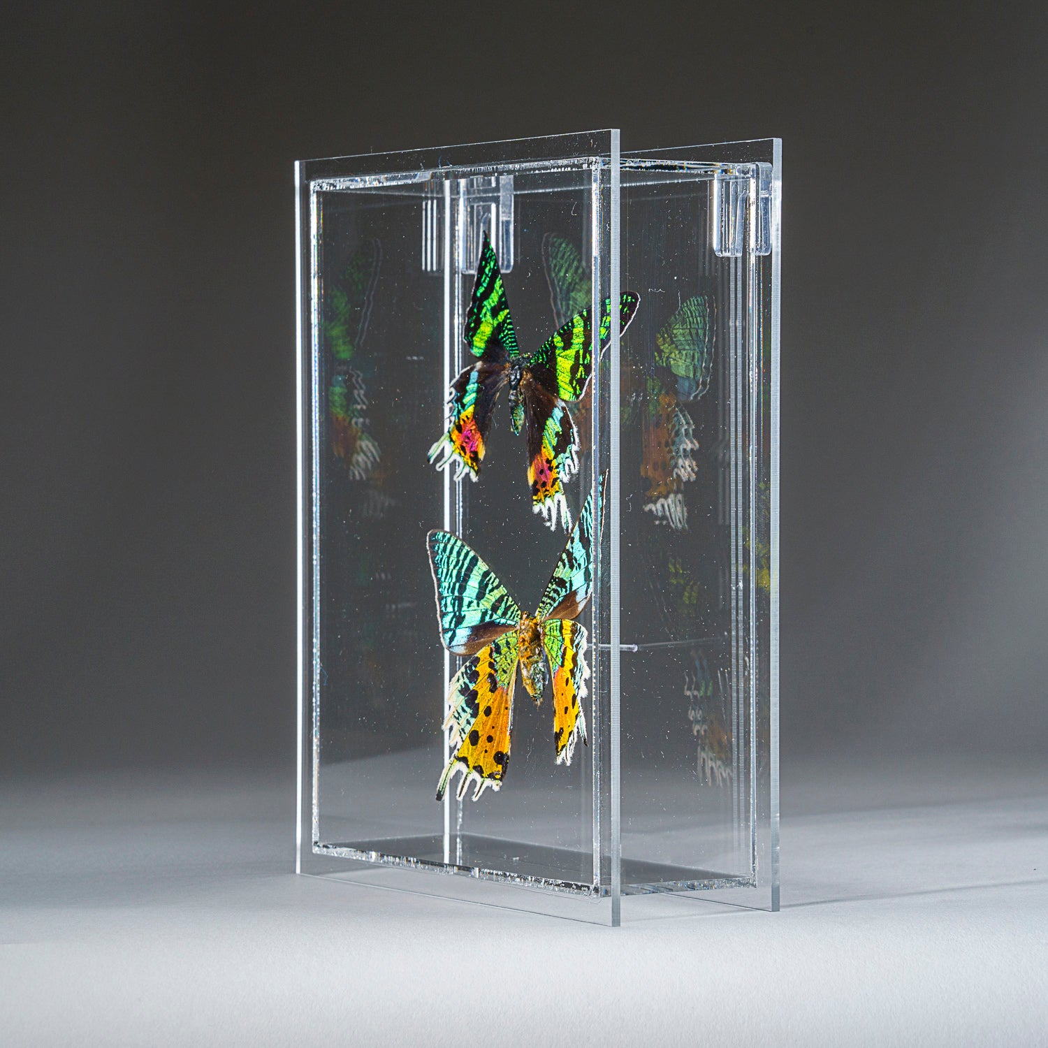 Two Butterflies in Clear Display Frame