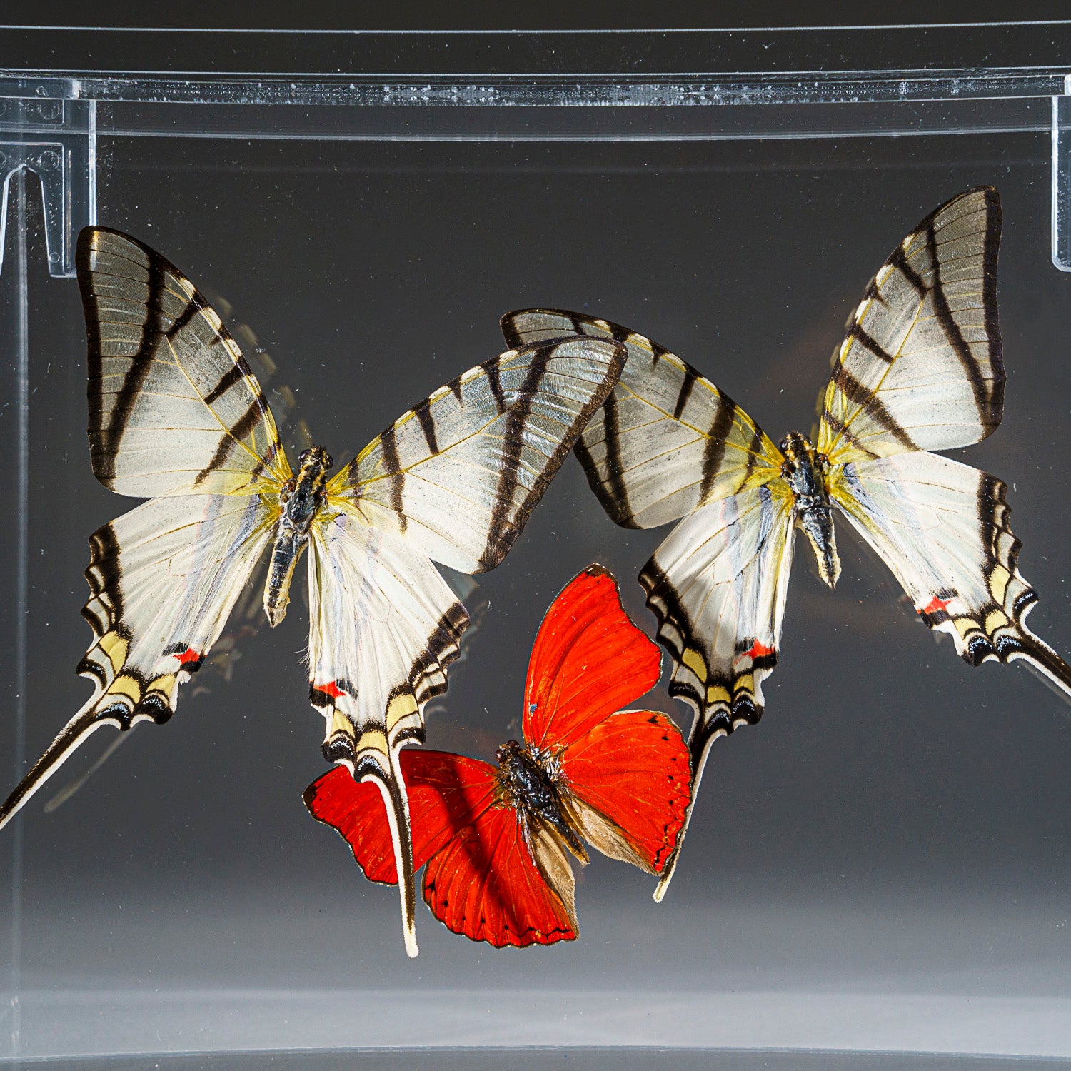 Three Butterflies in Clear Display Frame