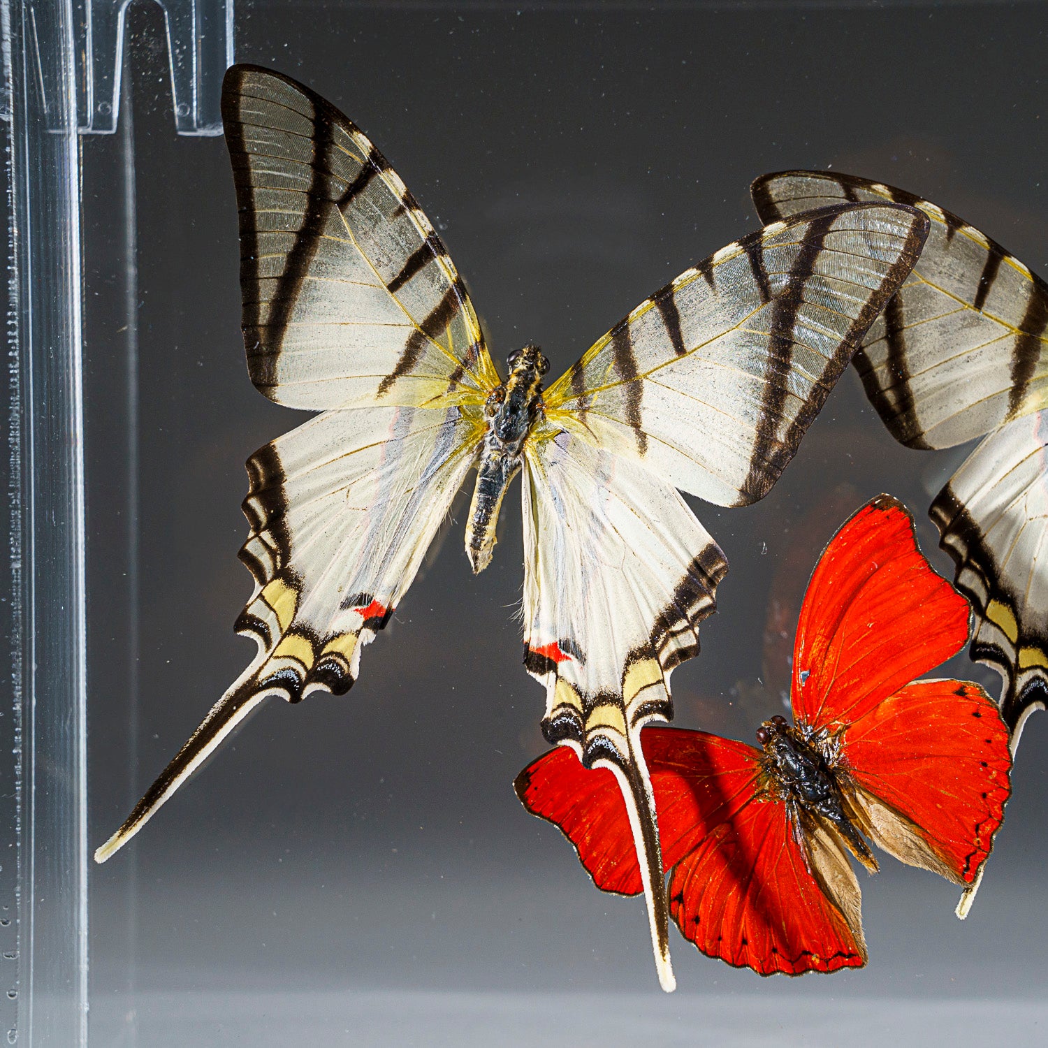 Three Butterflies in Clear Display Frame