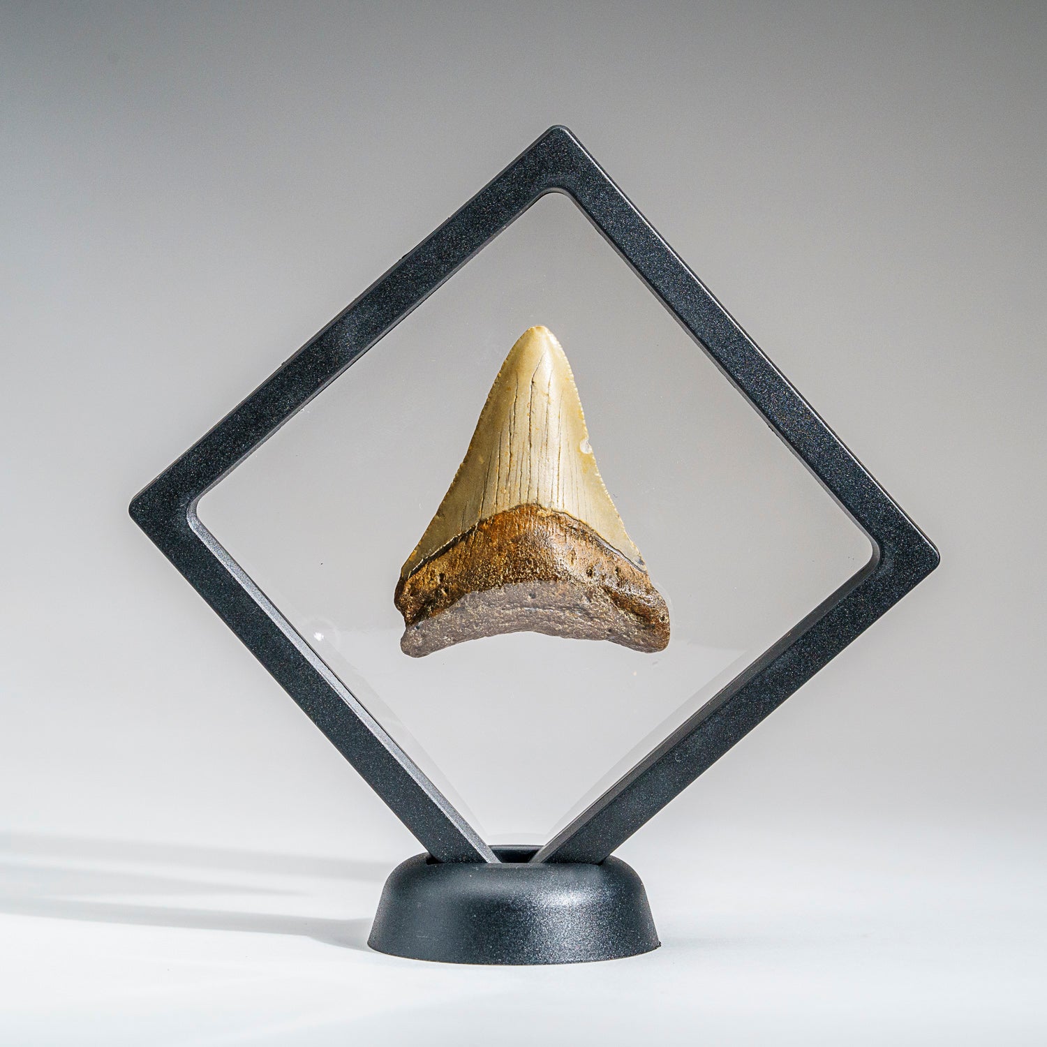 Genuine 2-3" Megalodon Shark Tooth in Display Box (.5 lbs)