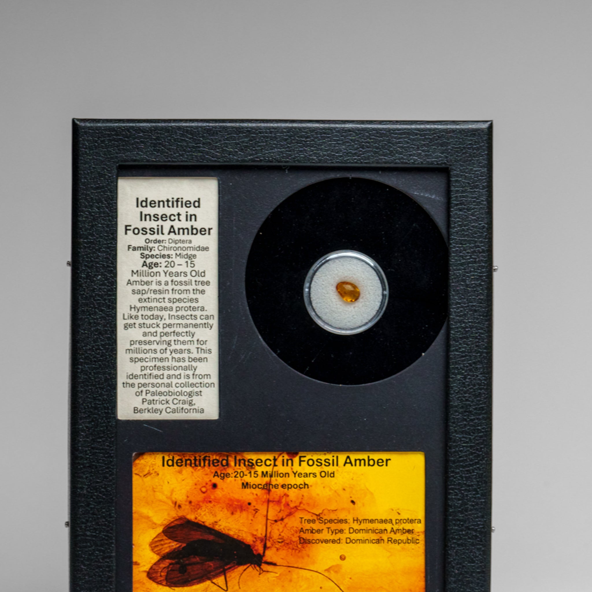 Identified Insect in Fossil Amber in Glass Display Box