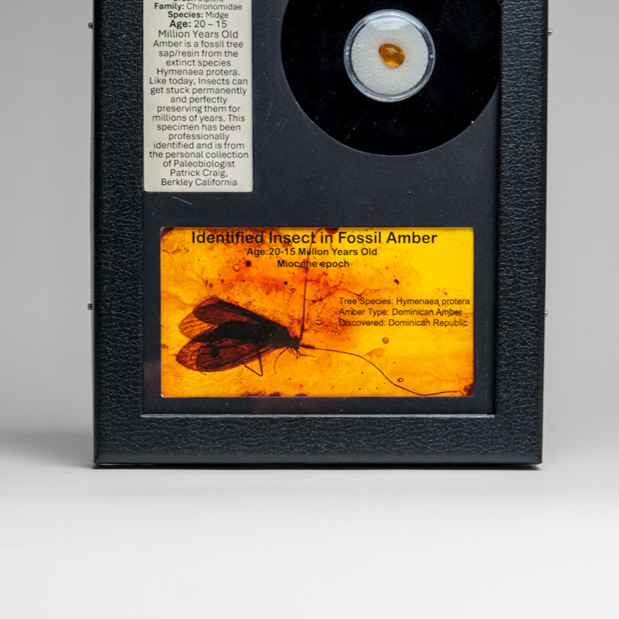 Identified Insect in Fossil Amber in Glass Display Box