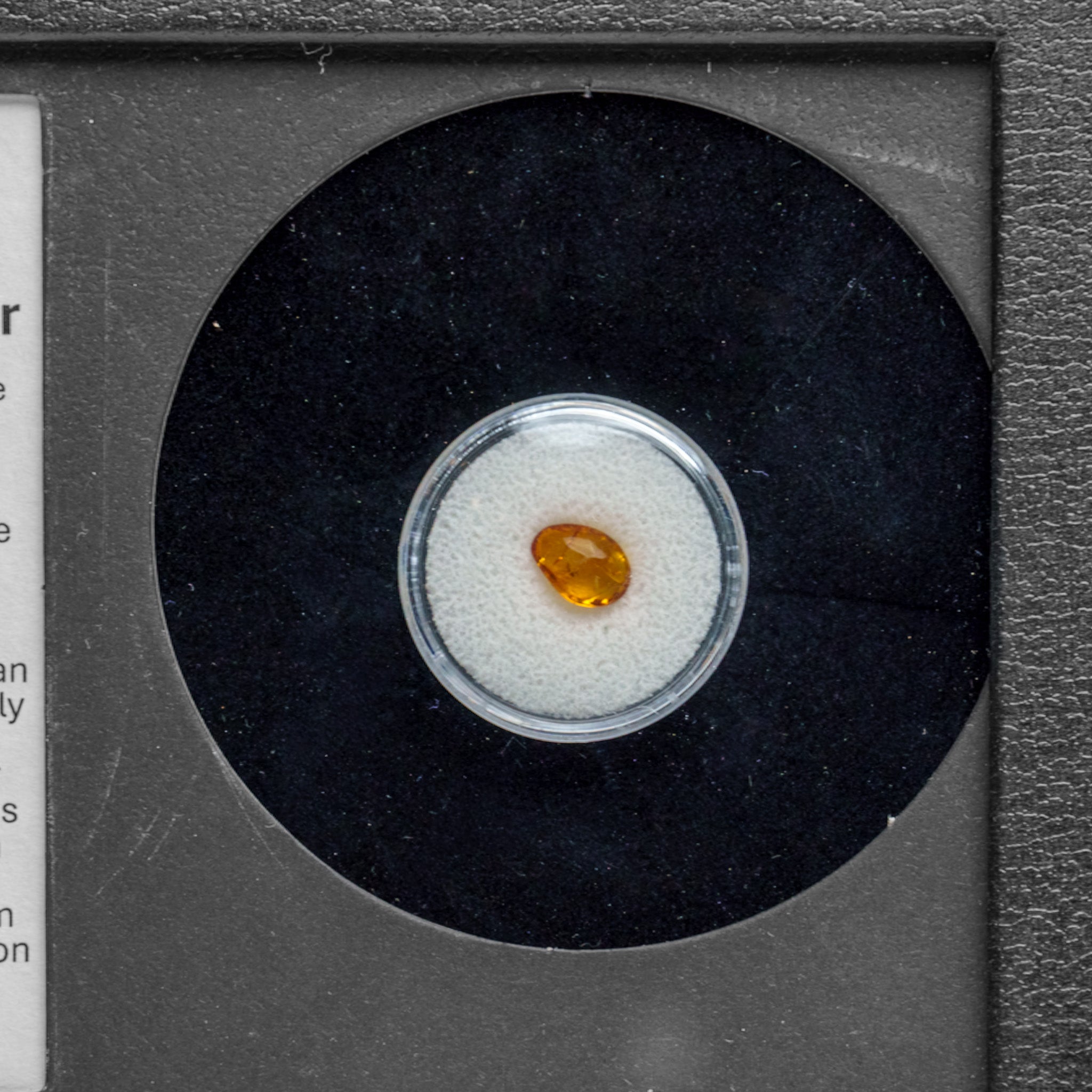 Identified Insect in Fossil Amber in Glass Display Box