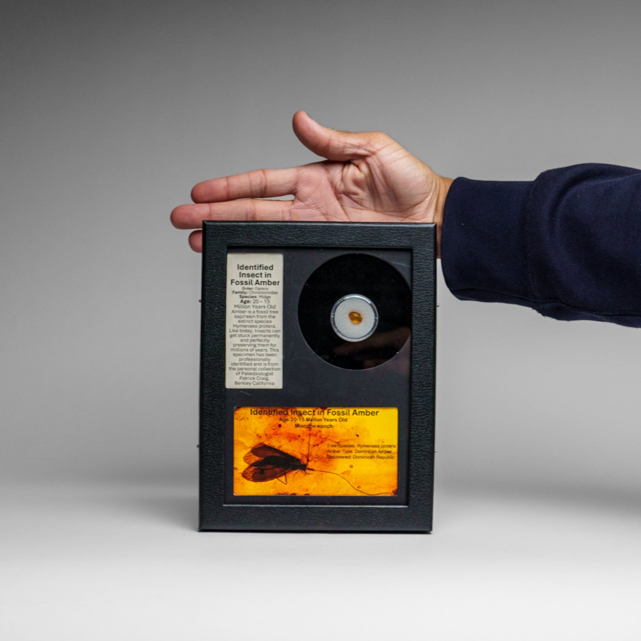 Identified Insect in Fossil Amber in Glass Display Box