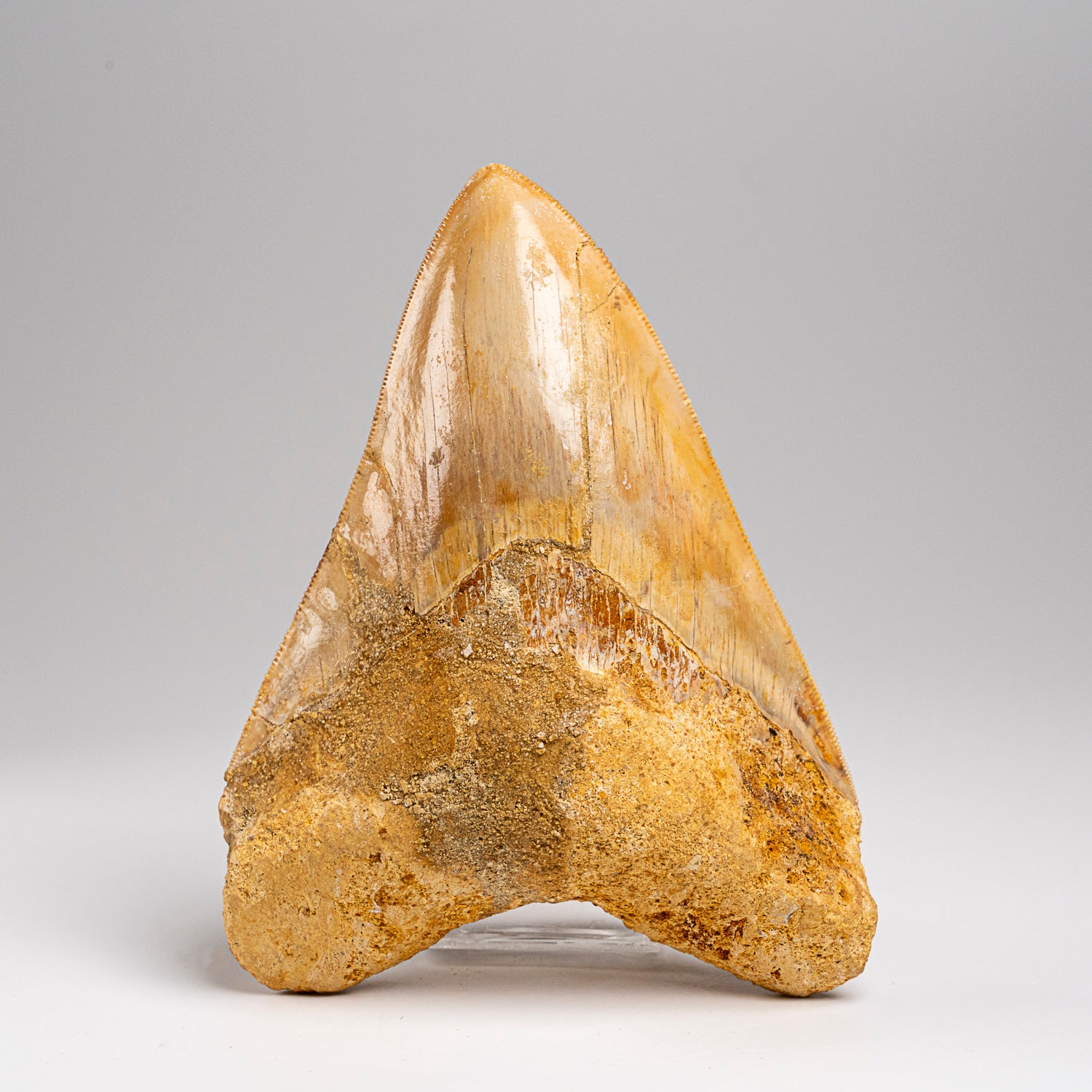 Genuine Megalodon Shark Tooth in Display Box (203.6 grams)