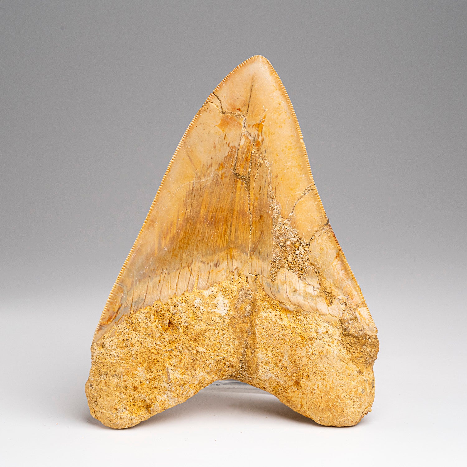 Genuine Megalodon Shark Tooth in Display Box (203.6 grams)