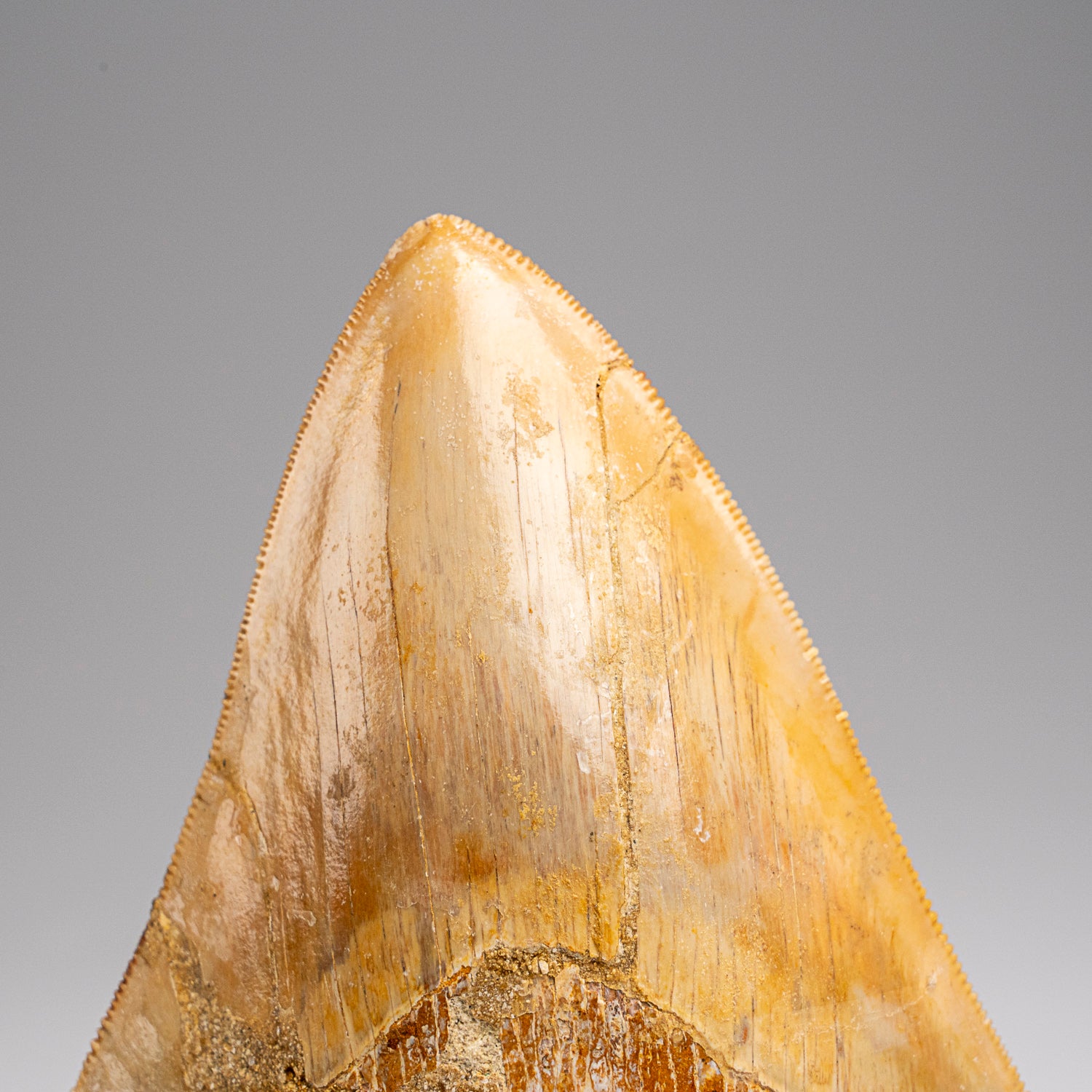 Genuine Megalodon Shark Tooth in Display Box (203.6 grams)