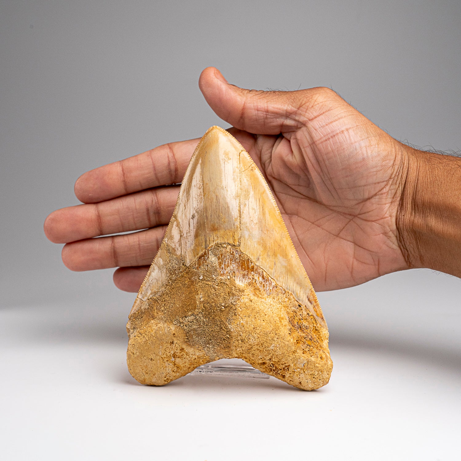 Genuine Megalodon Shark Tooth in Display Box (203.6 grams)