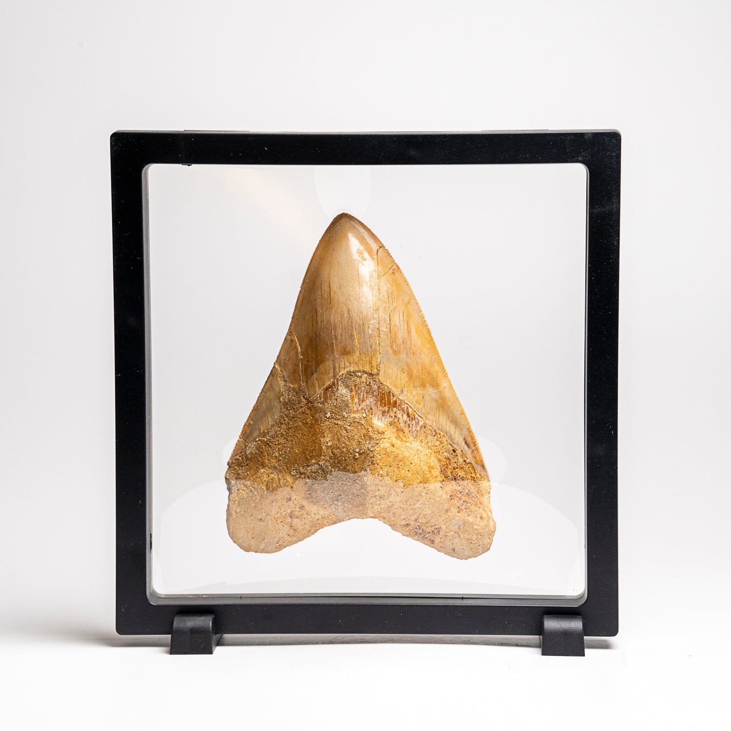 Genuine Megalodon Shark Tooth in Display Box (203.6 grams)