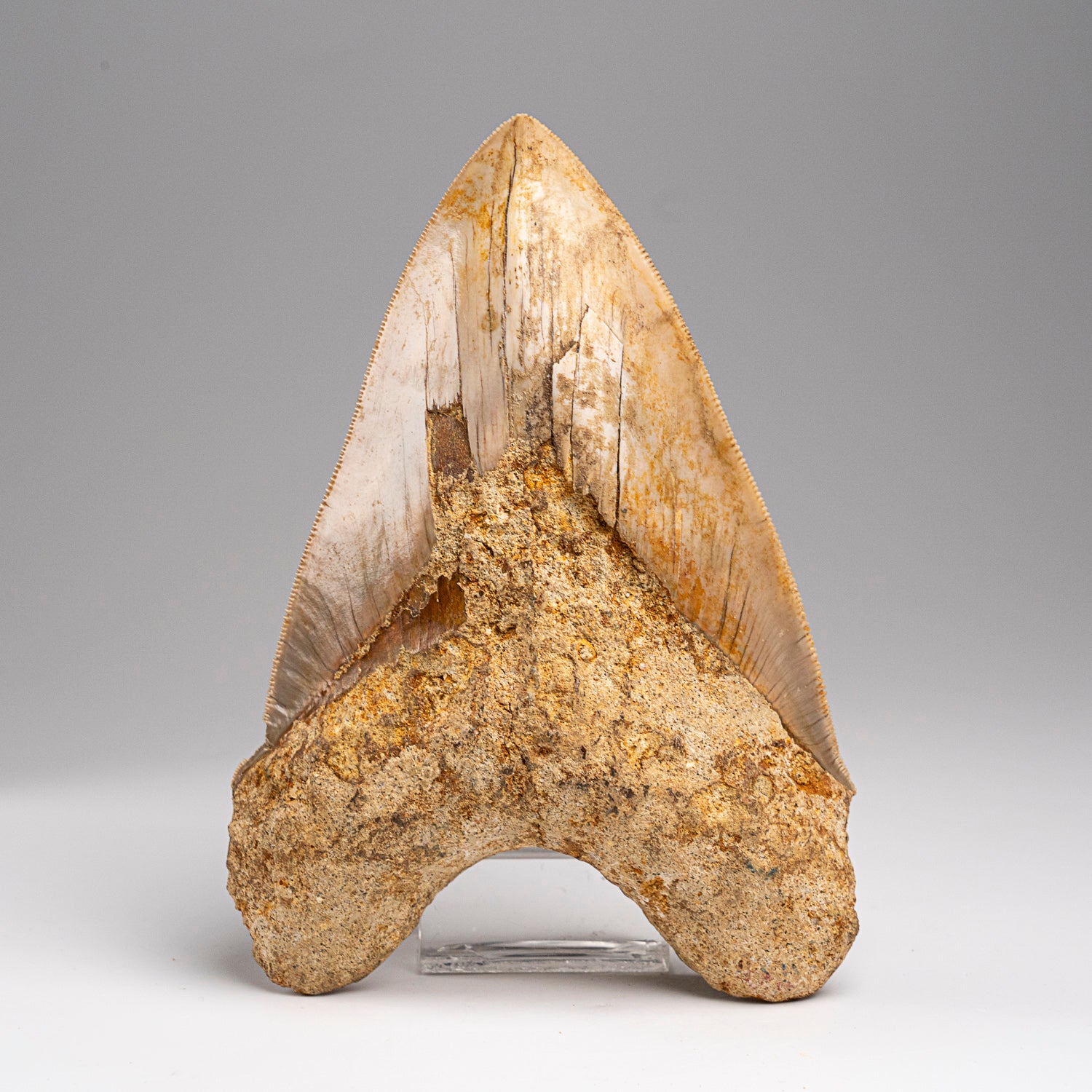 Genuine Megalodon Shark Tooth in Display Box (277 grams)