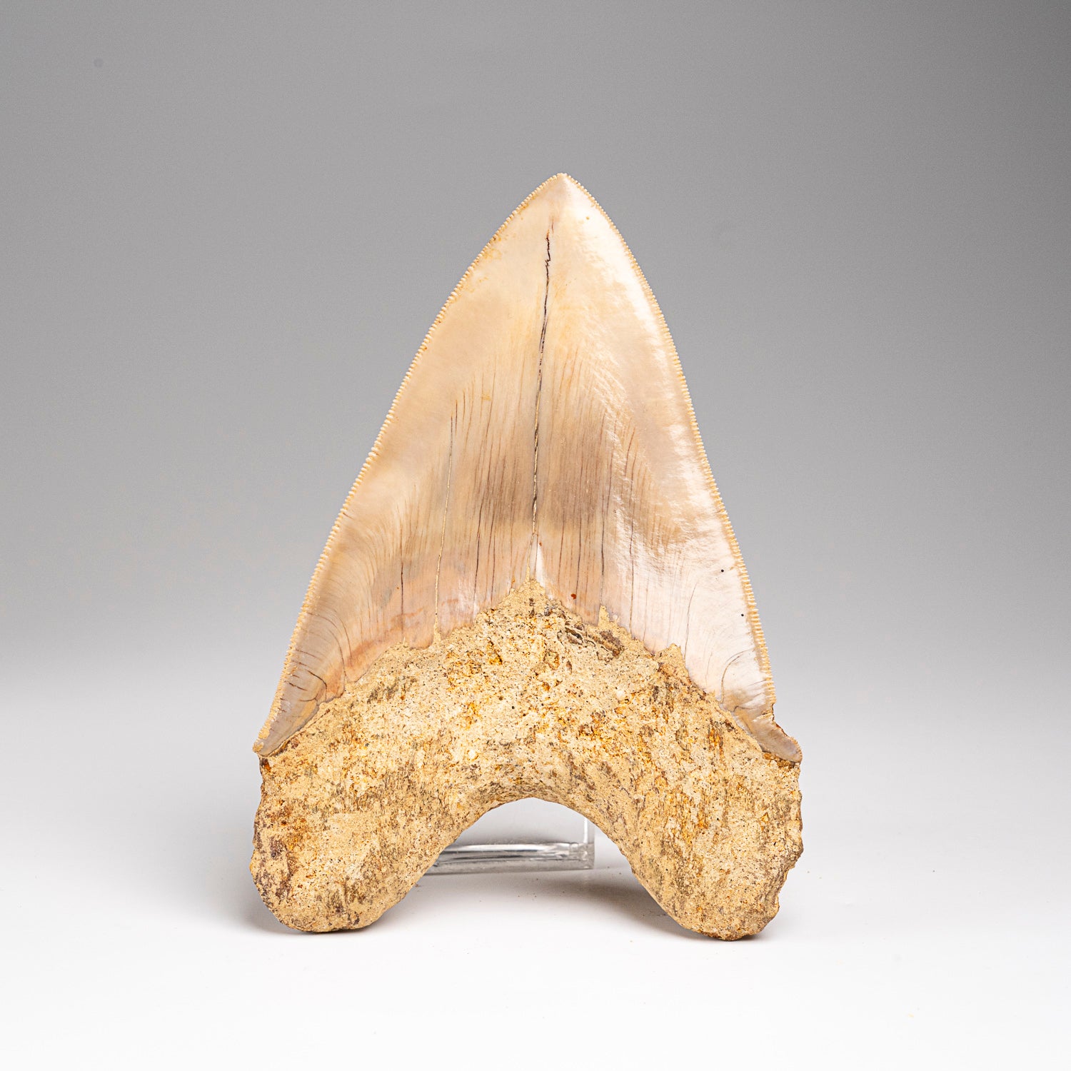 Genuine Megalodon Shark Tooth in Display Box (277 grams)