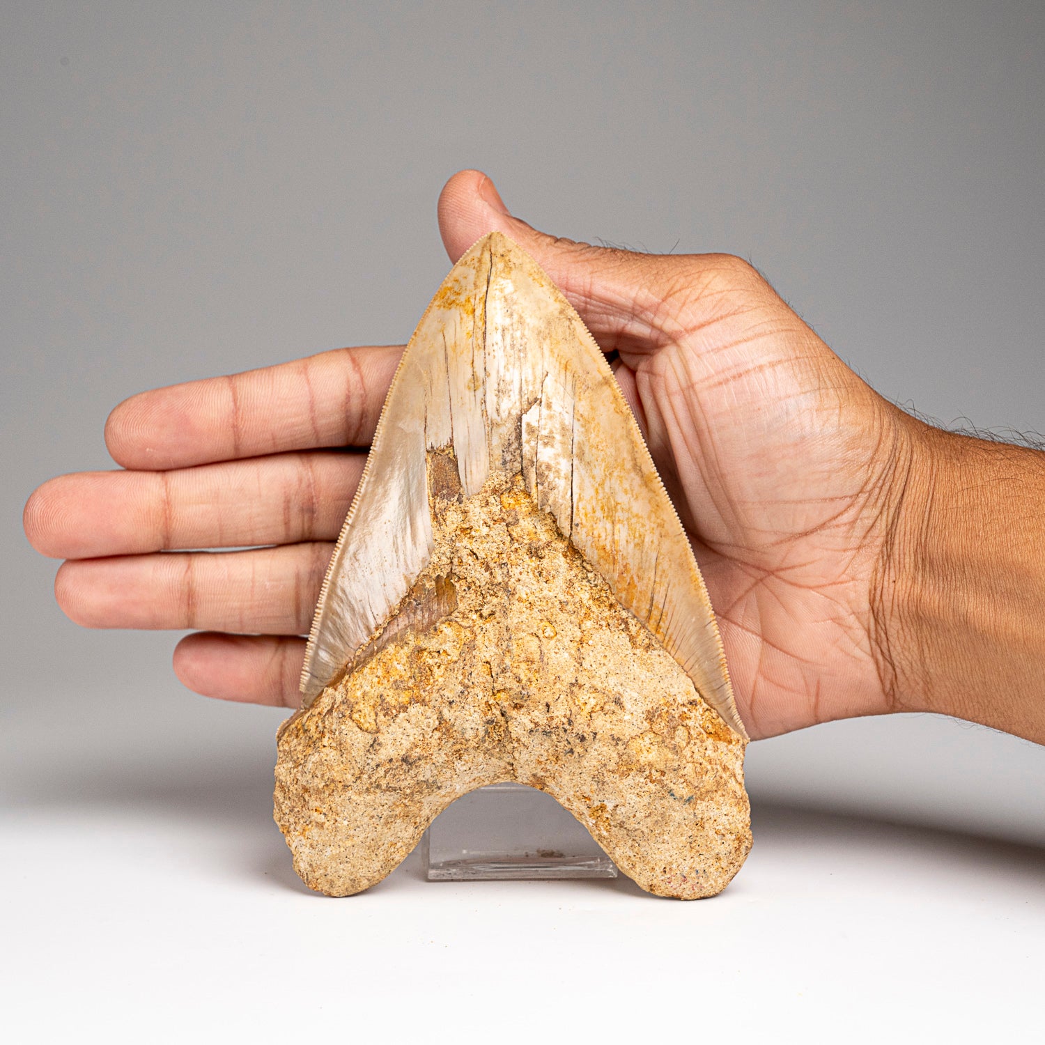 Genuine Megalodon Shark Tooth in Display Box (277 grams)