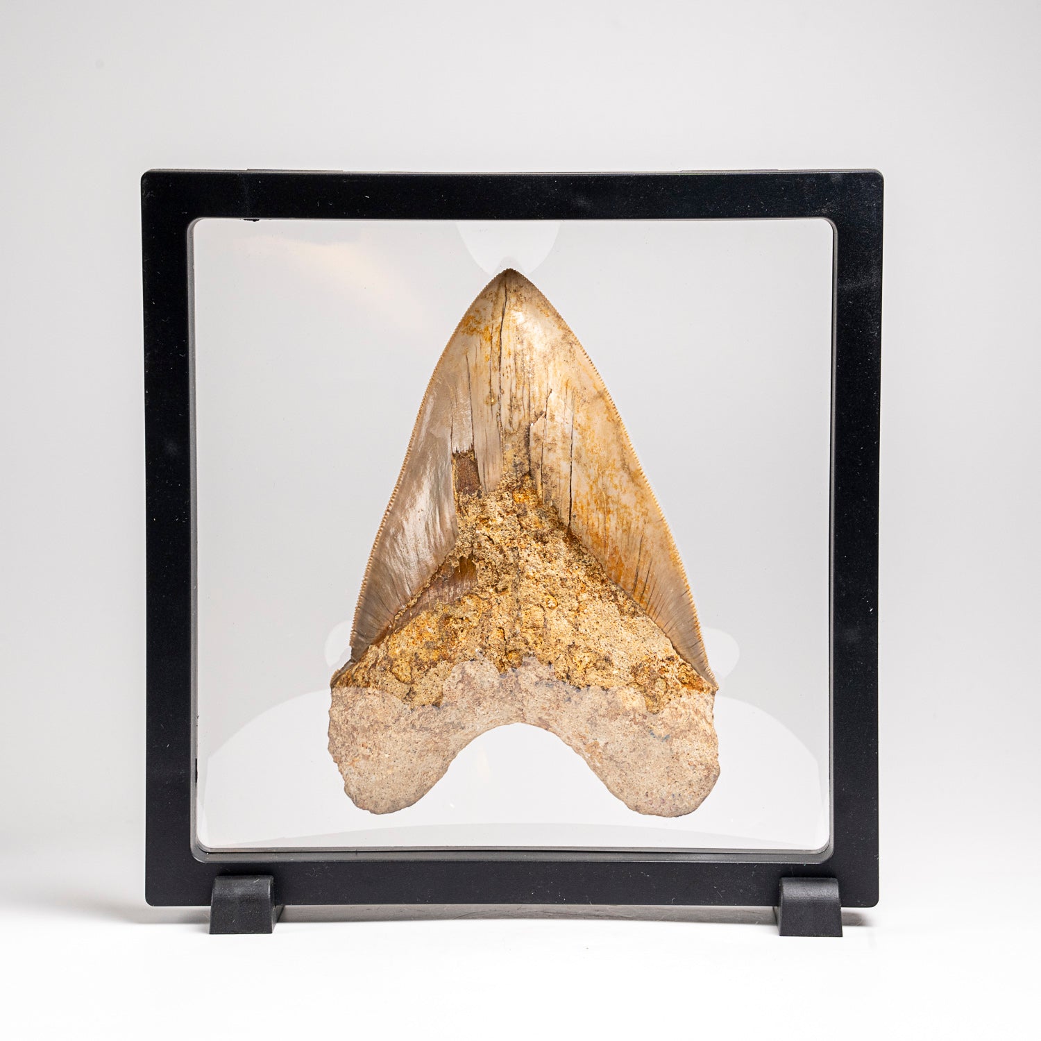 Genuine Megalodon Shark Tooth in Display Box (277 grams)