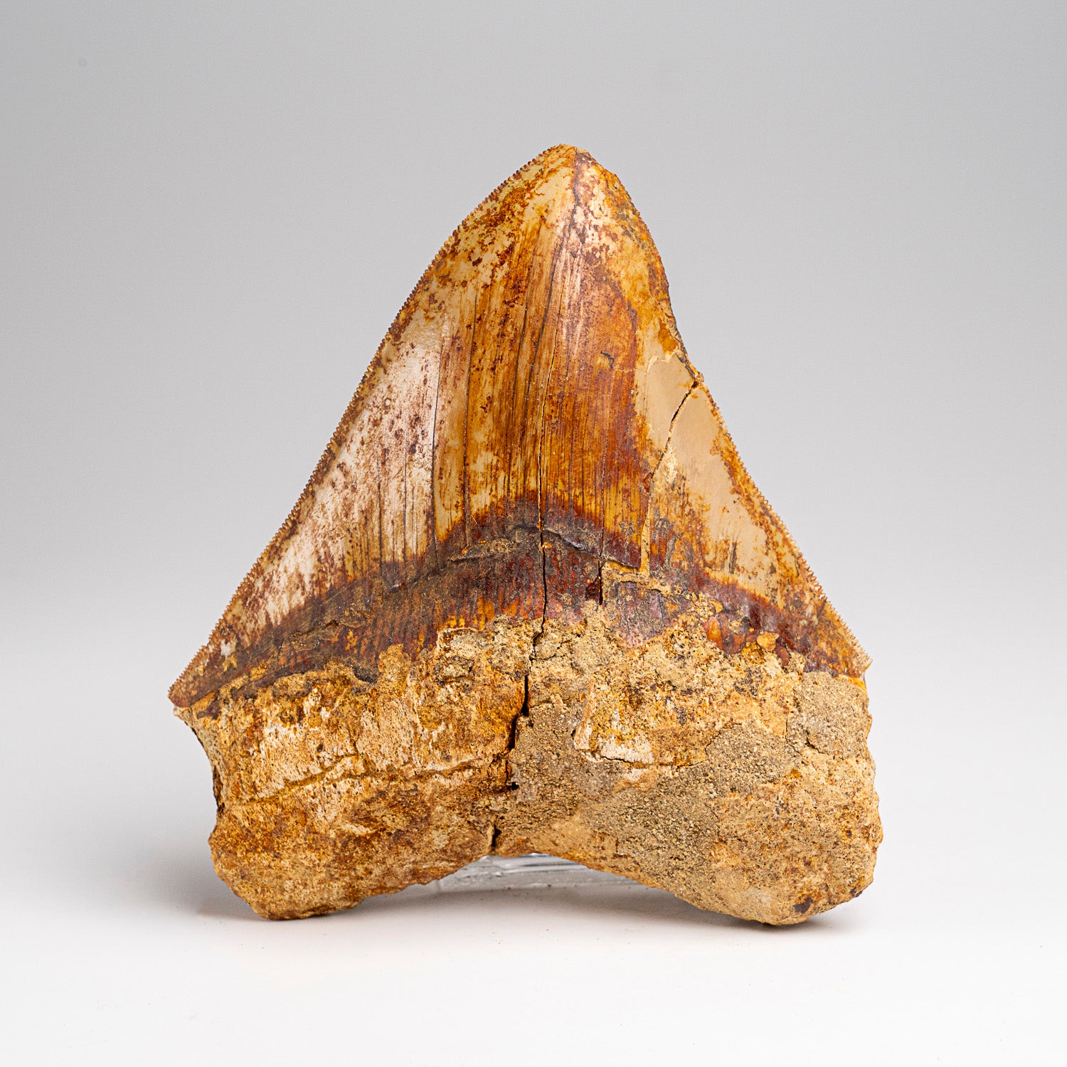 Genuine Megalodon Shark Tooth in Display Box (241 grams)