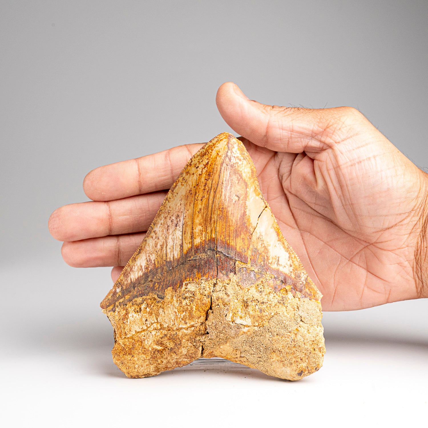 Genuine Megalodon Shark Tooth in Display Box (241 grams)