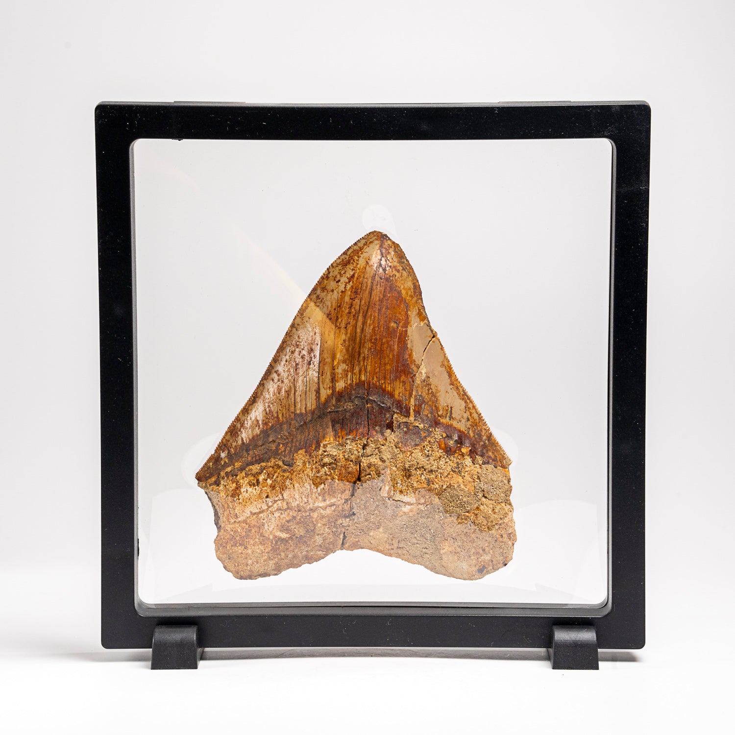 Genuine Megalodon Shark Tooth in Display Box (241 grams)