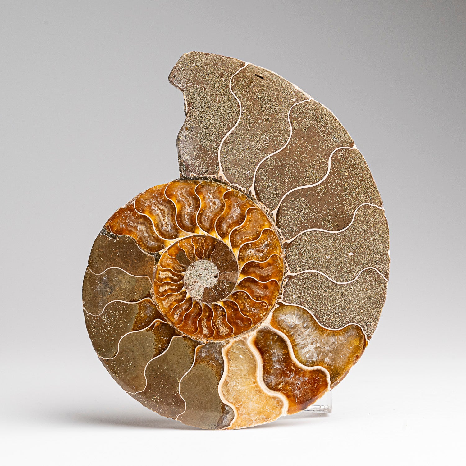 Calcified Ammonite Halve From Madagascar (207 grams)