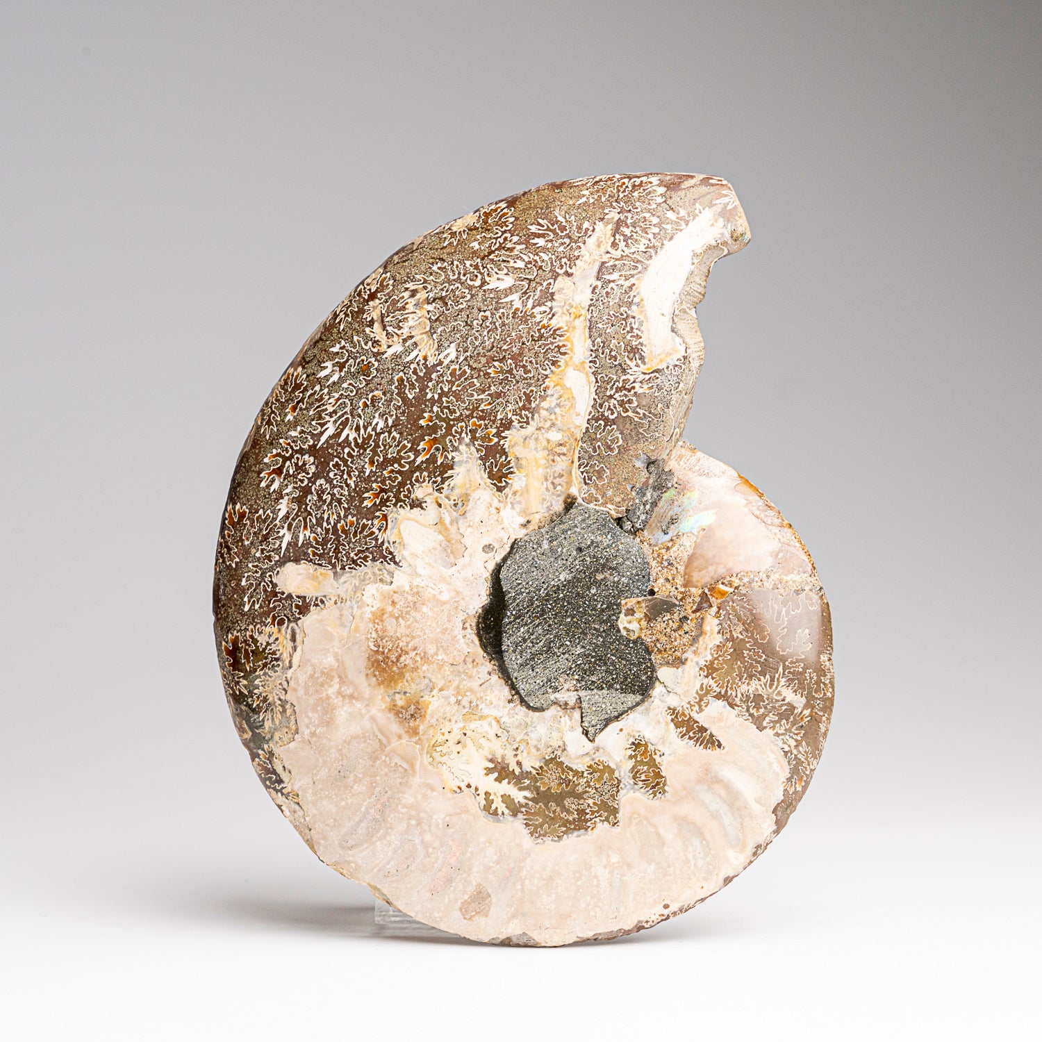 Calcified Ammonite Halve From Madagascar (207 grams)