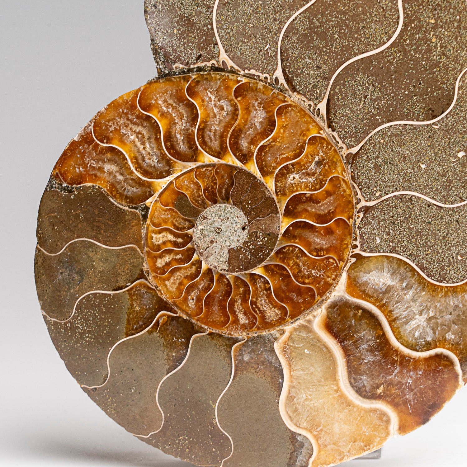 Calcified Ammonite Halve From Madagascar (207 grams)