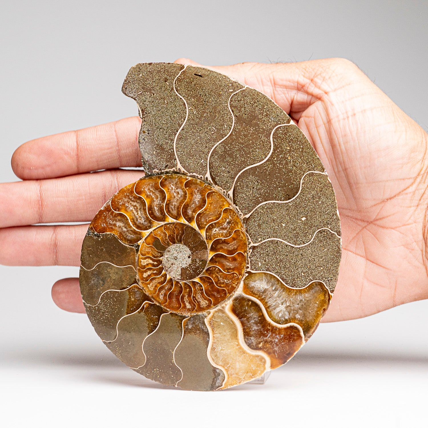 Calcified Ammonite Halve From Madagascar (207 grams)