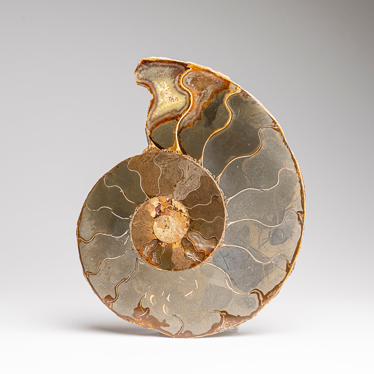 Calcified Ammonite Halve From Madagascar (275.8 grams)